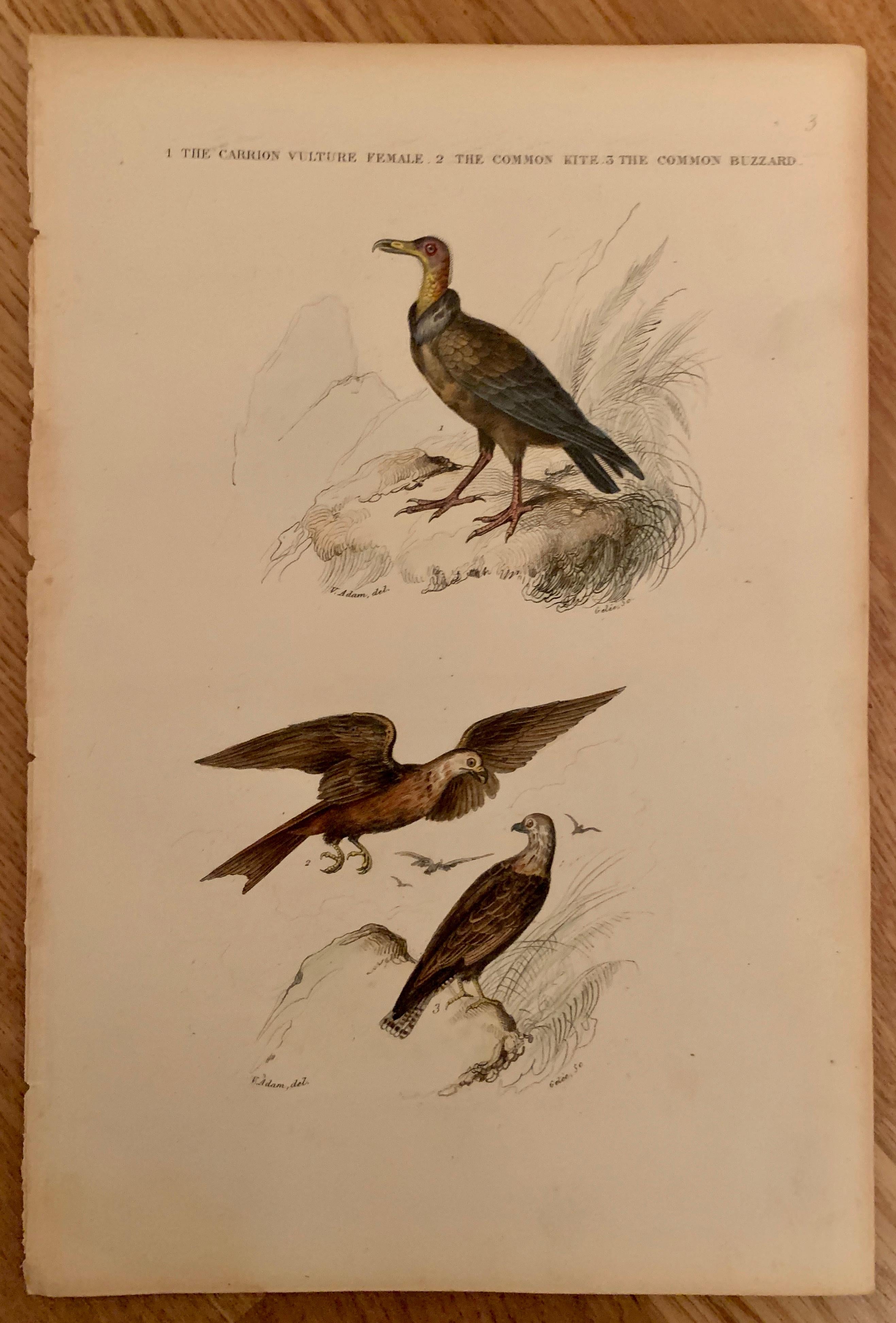 Ein Satz von 4 handkolorierten Vogeldrucken, aus dem Jahr 1830. Von Comte, Achille Joseph (1802-1866),
