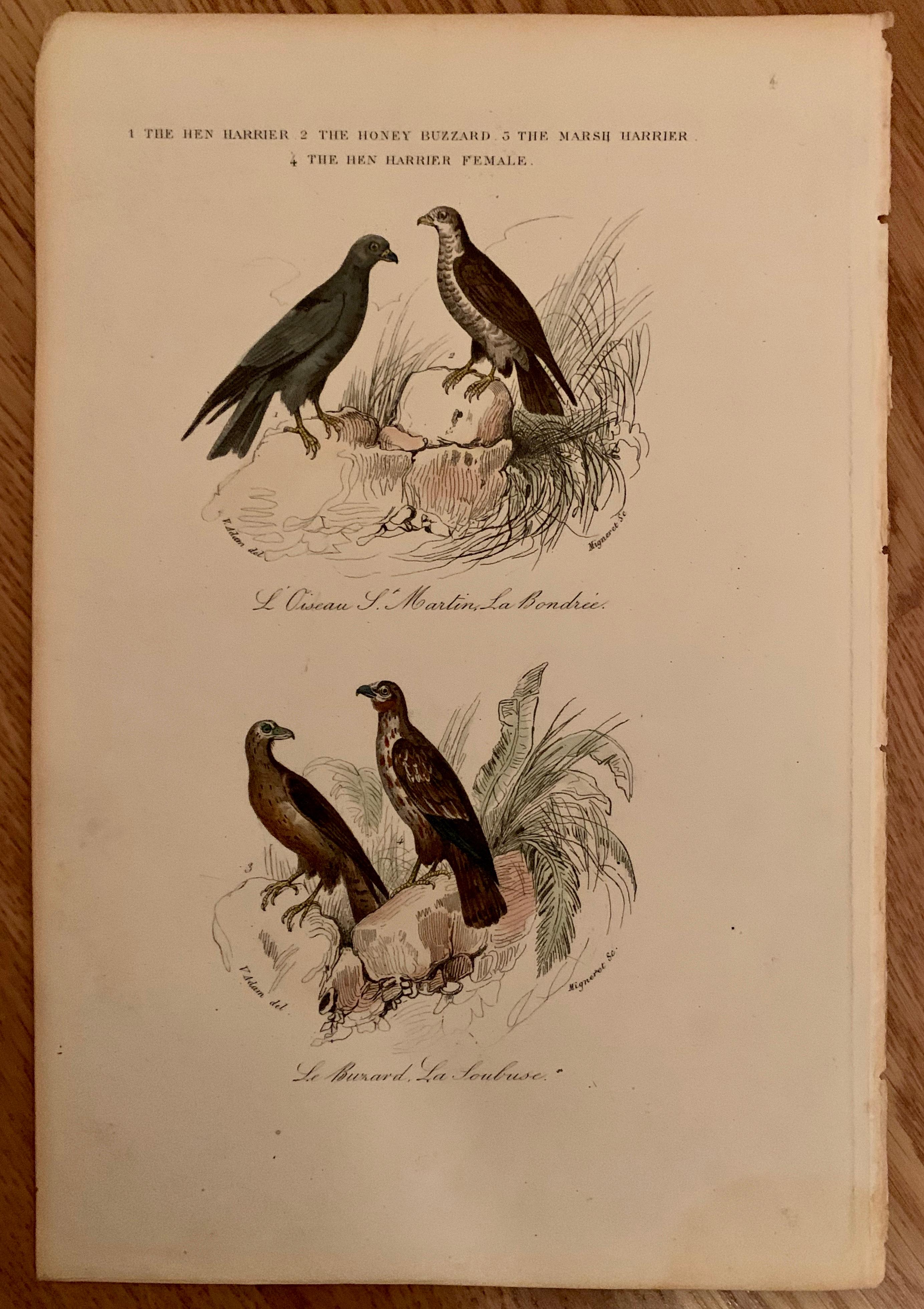 Set von 4 europäischen handkolorierten Drucken von Vögeln aus dem Jahr 1830 (Biedermeier) im Angebot