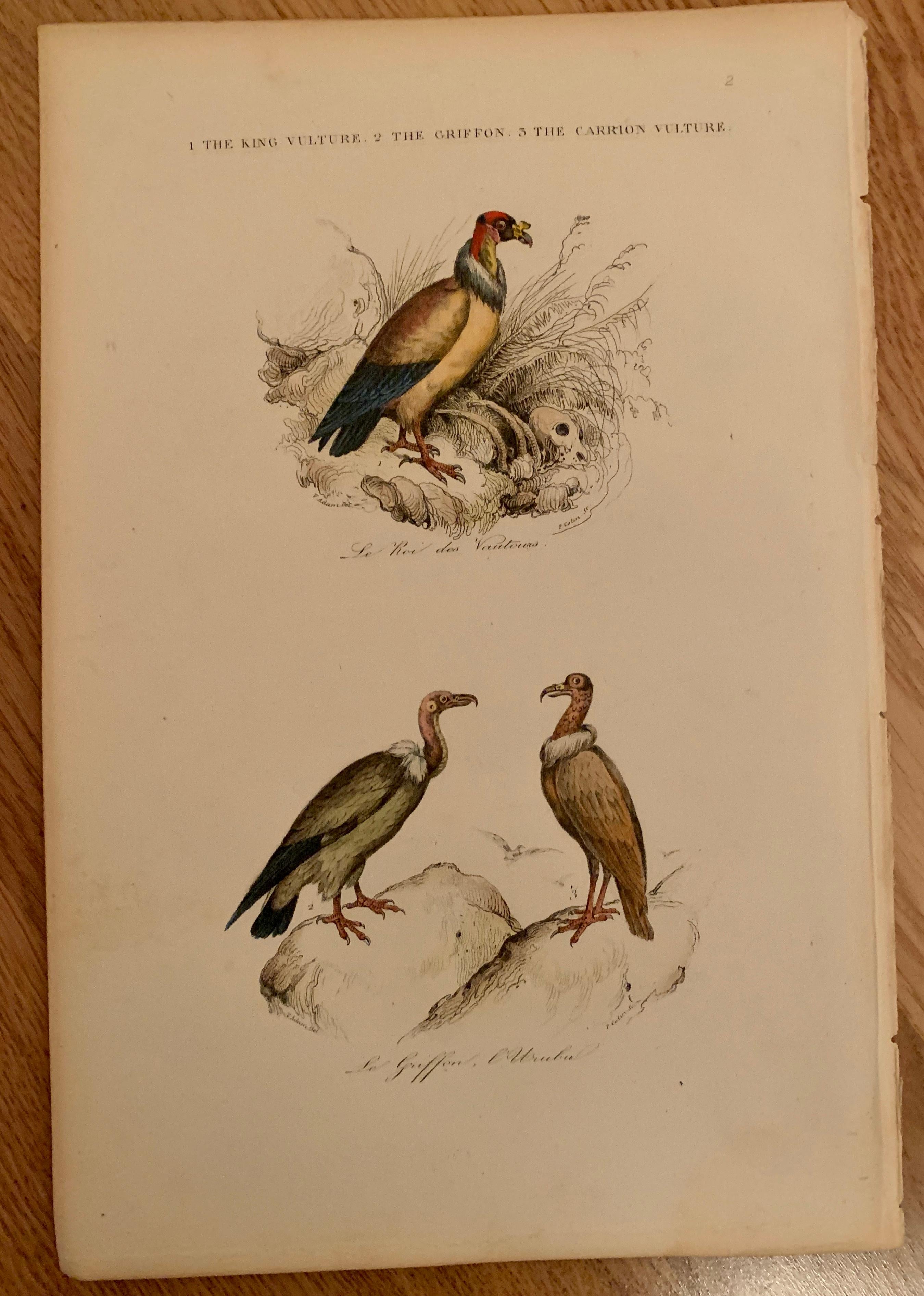 Biedermeier Set Of 4 European Hand Colored Prints Of Birds From 1830 For Sale