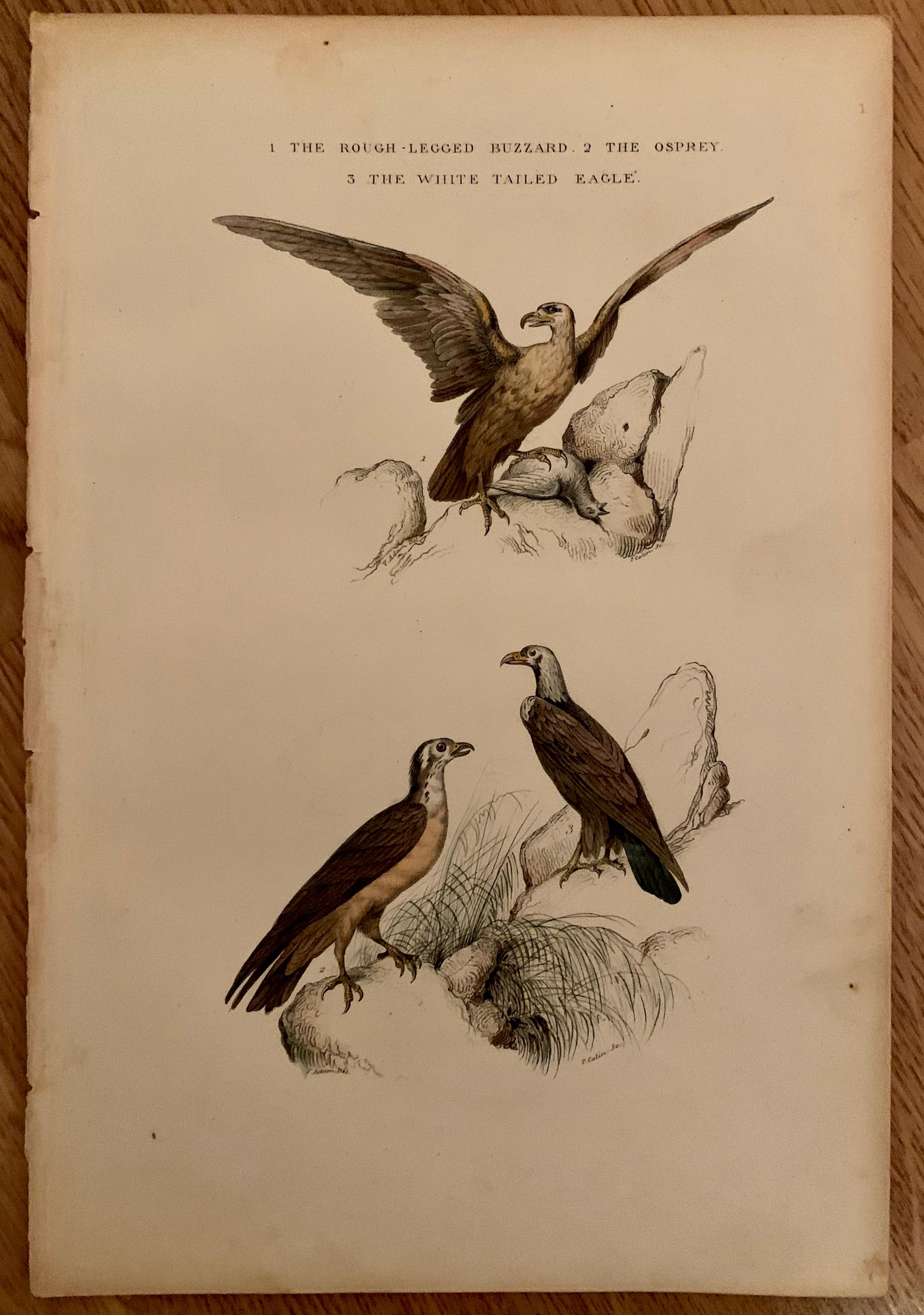 Biedermeier Set Of 4 European Hand Colored Prints Of Birds From 1830 For Sale