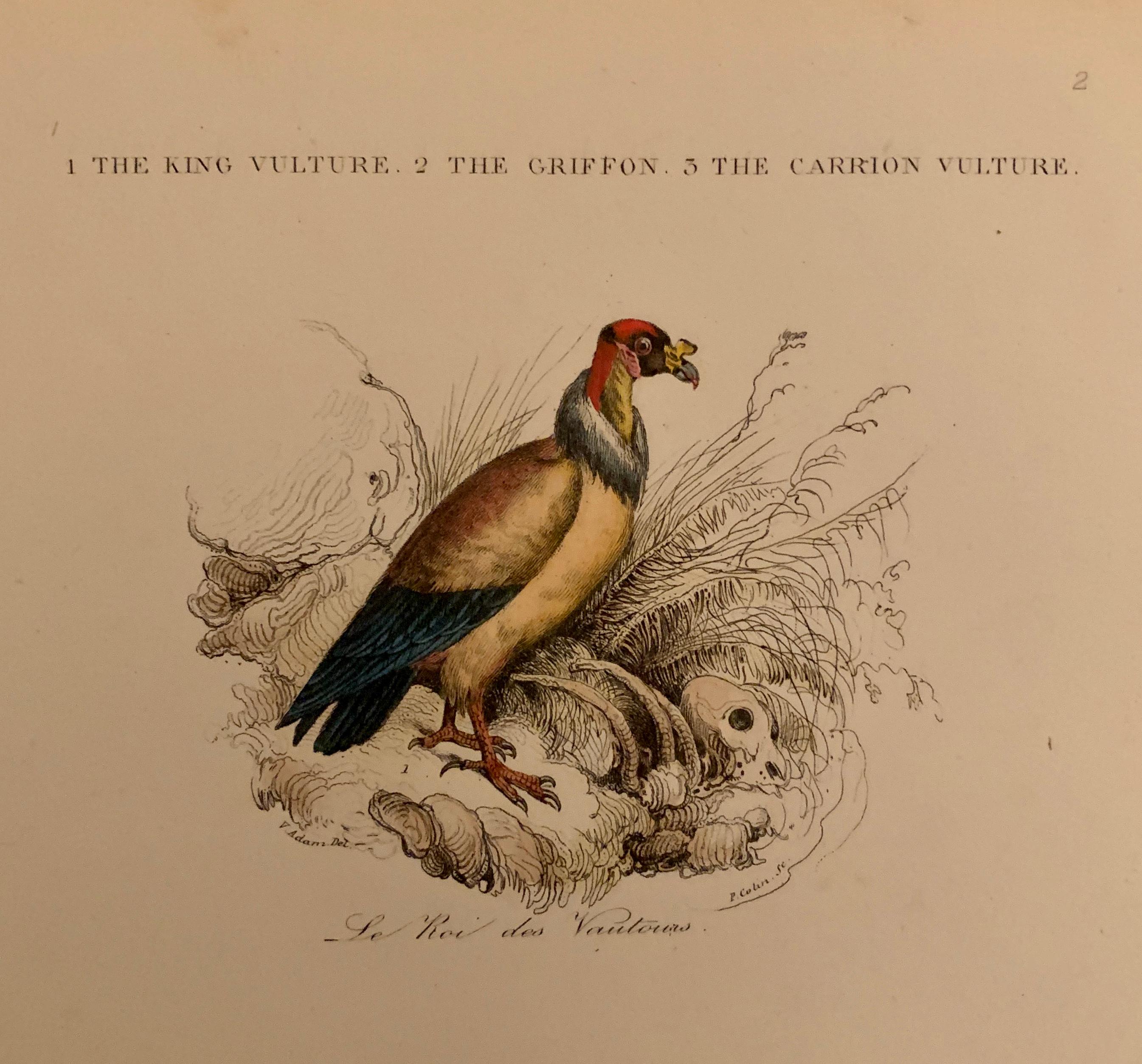 Hand-Painted Set Of 4 European Hand Colored Prints Of Birds From 1830 For Sale