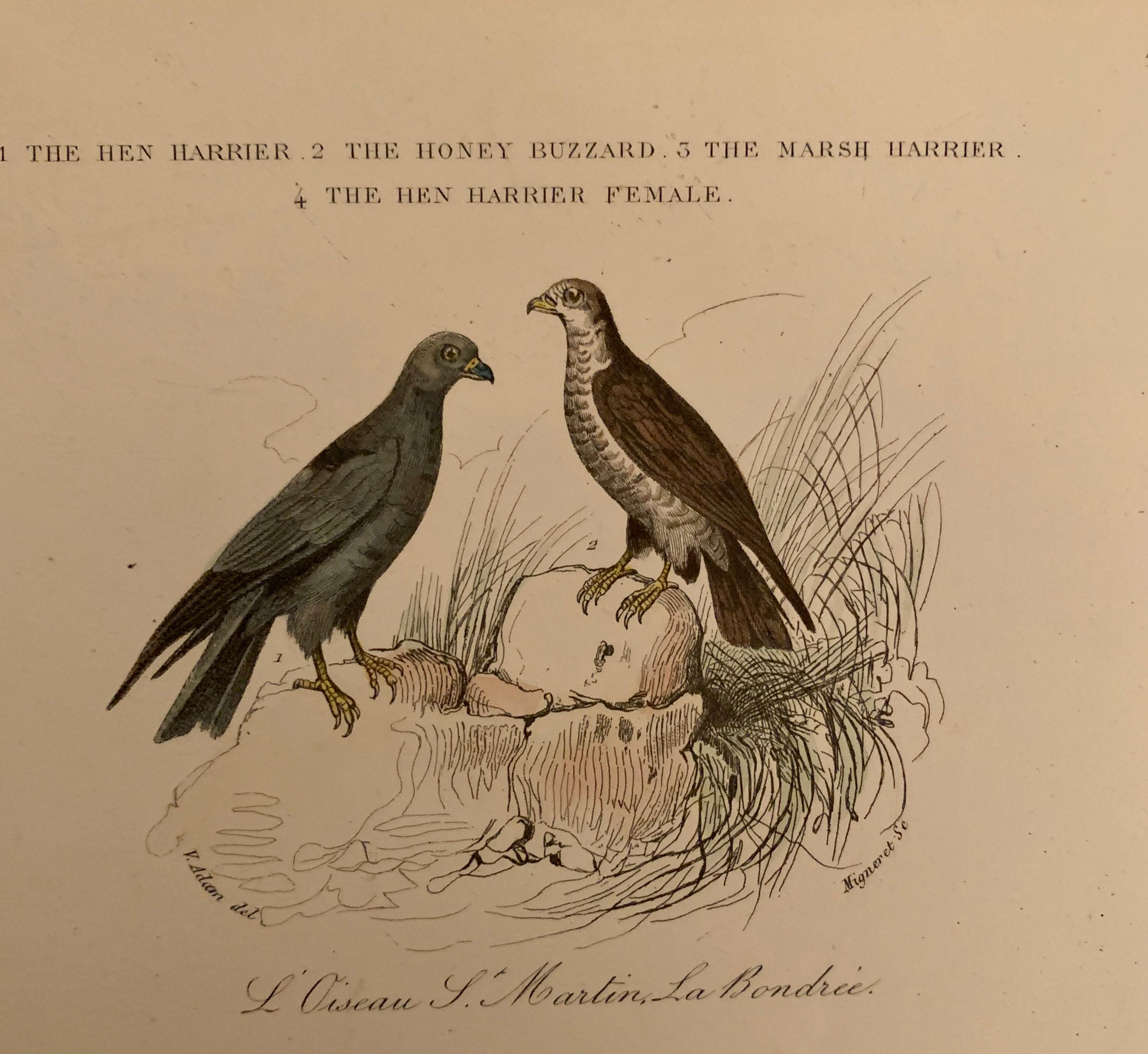Set von 4 europäischen handkolorierten Drucken von Vögeln aus dem Jahr 1830 (Papier) im Angebot