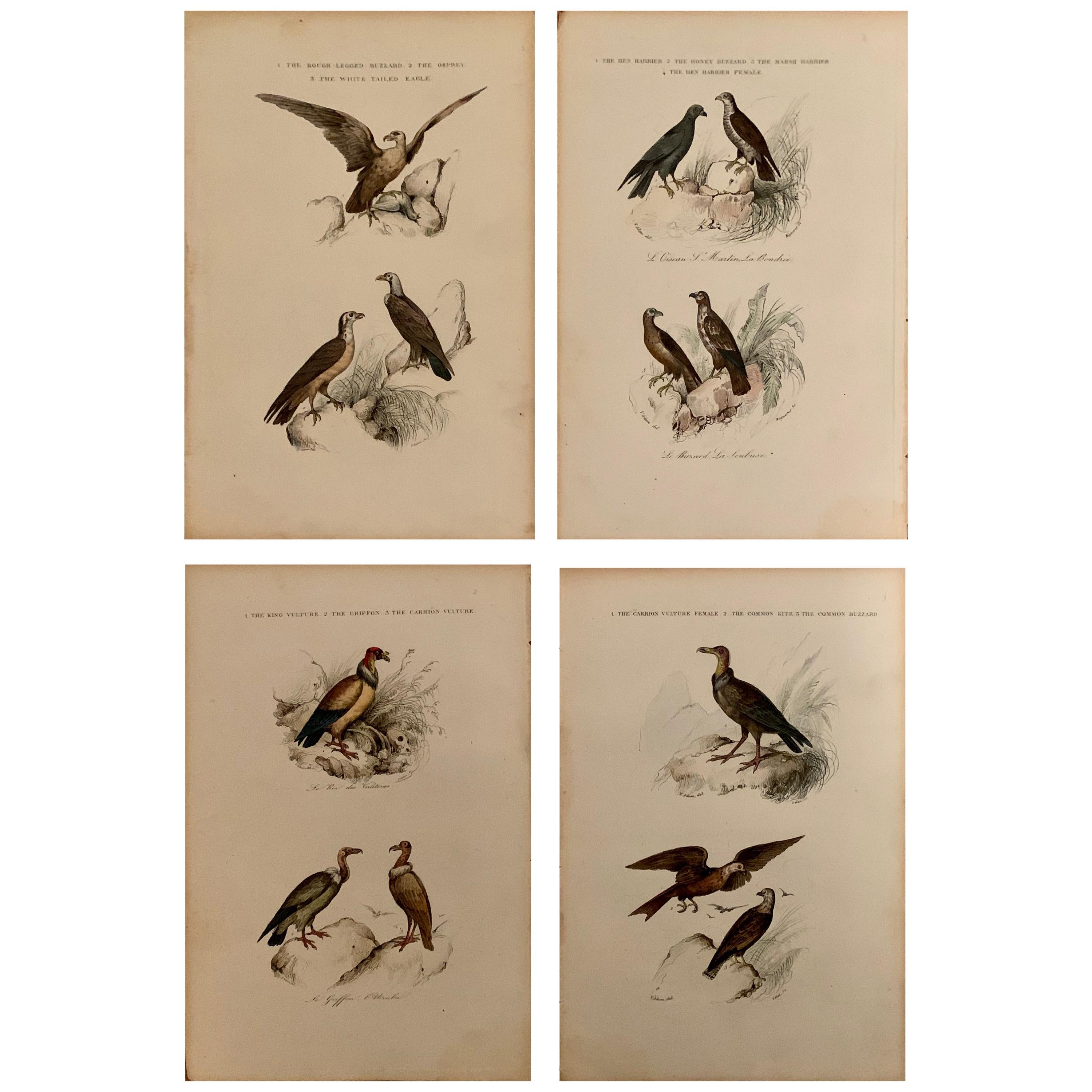 Ensemble de 4 estampes d'oiseaux européens colorées à la main de 1830