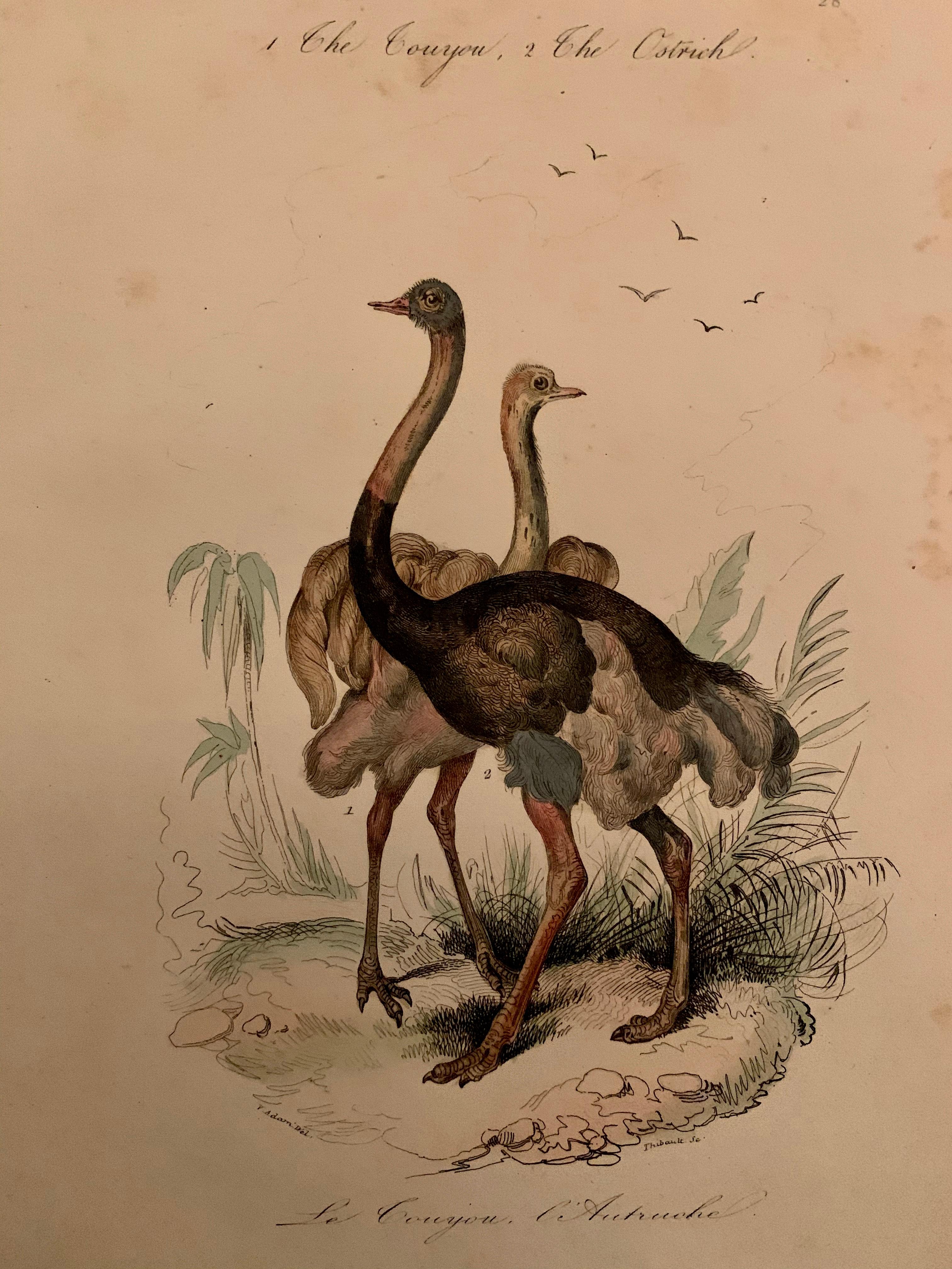 Mid-19th Century Set of 4 European Hand Colored Prints of Birds from 1830 For Sale