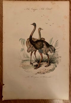 Set of 4 European Hand Colored Prints of Birds from 1830