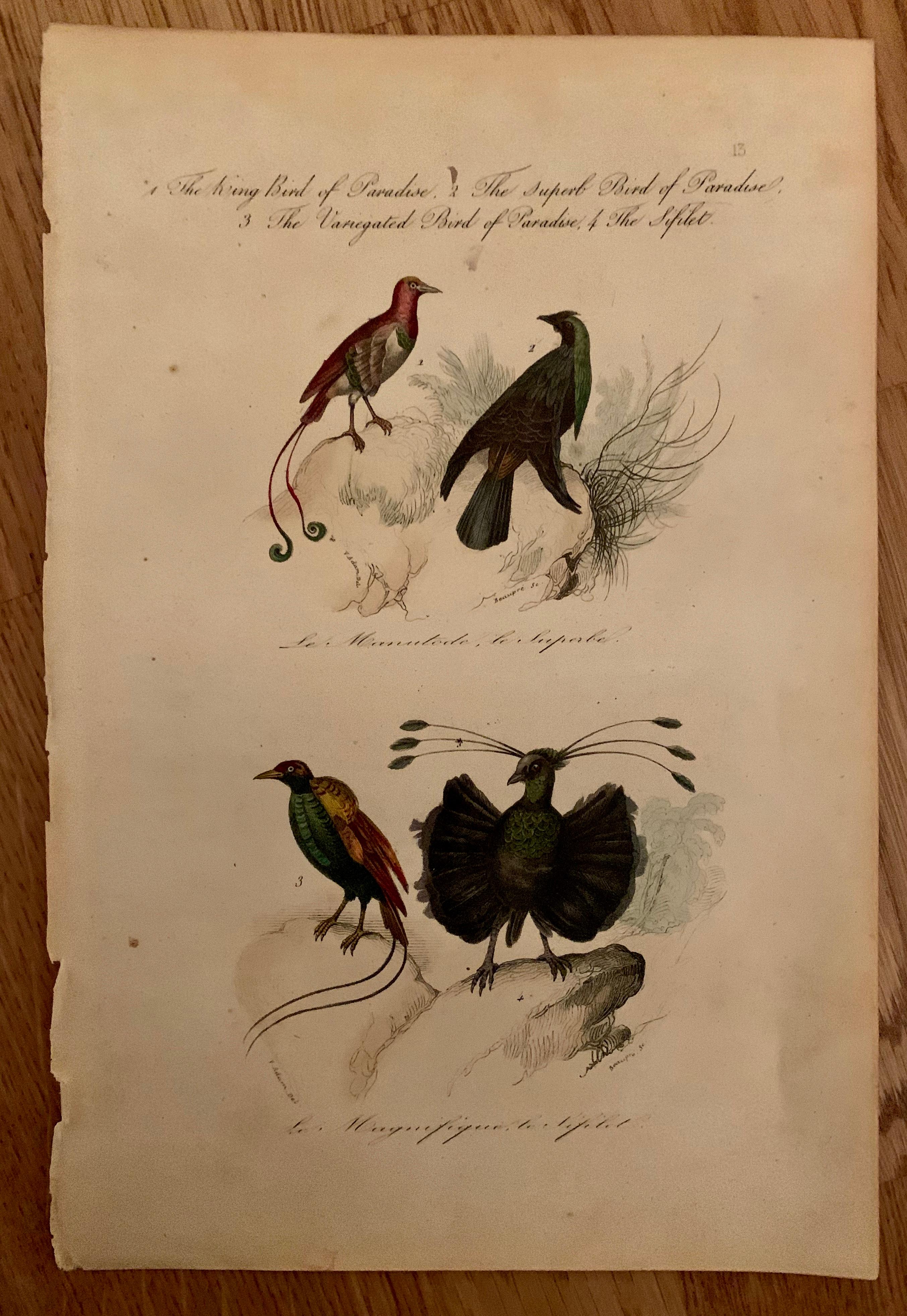 A set of 4 hand colored birds prints, from 1830. By Comte, Achille Joseph (1802-1866),
