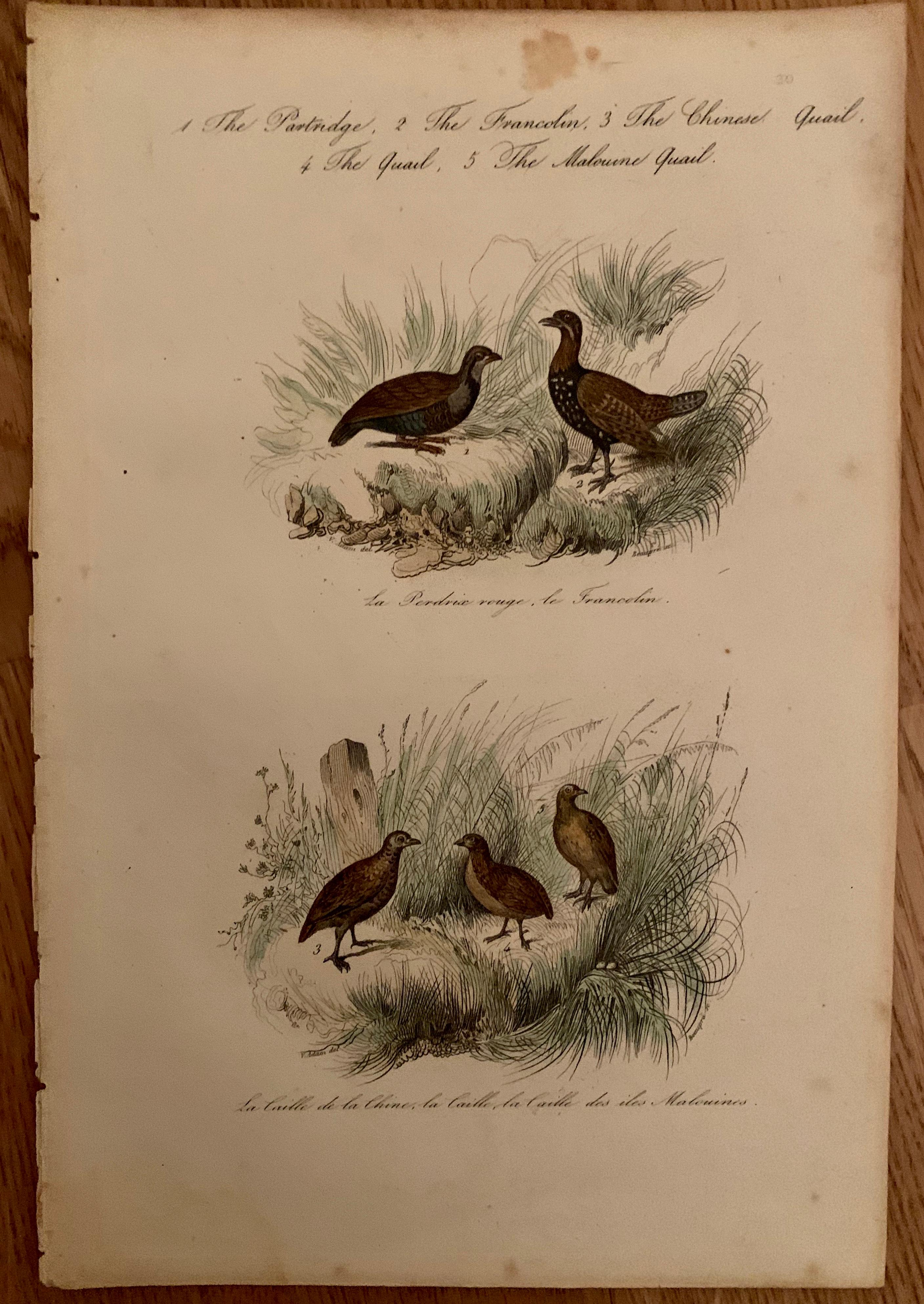 A set of 4 hand colored birds prints, from 1830. By Comte, Achille Joseph (1802-1866),
