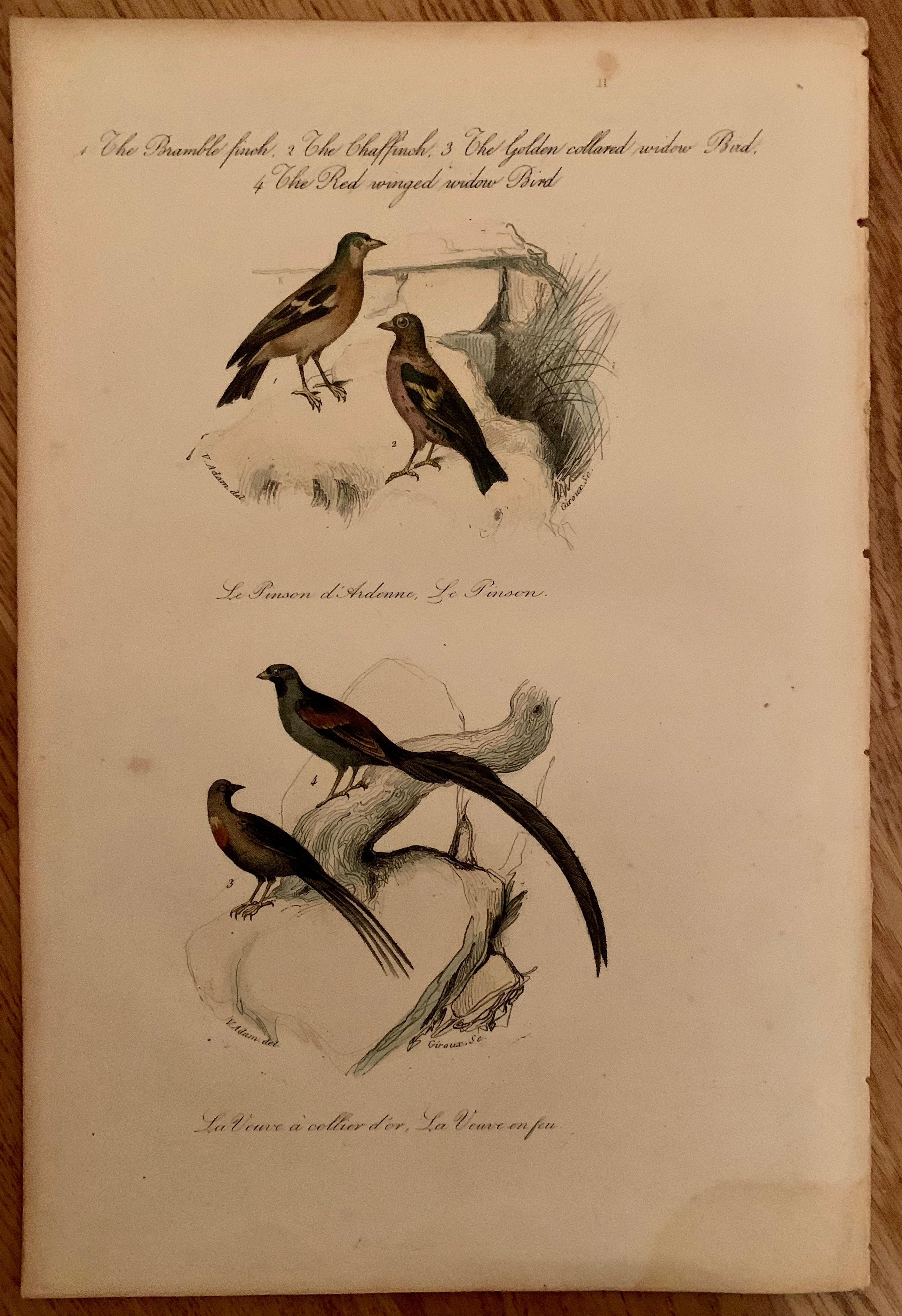 Ein Satz von 4 handkolorierten Vogeldrucken, aus dem Jahr 1830. Von Comte, Achille Joseph (1802-1866),

