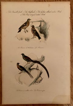 Set of 4 European Hand Colored Prints of Birds from 1830