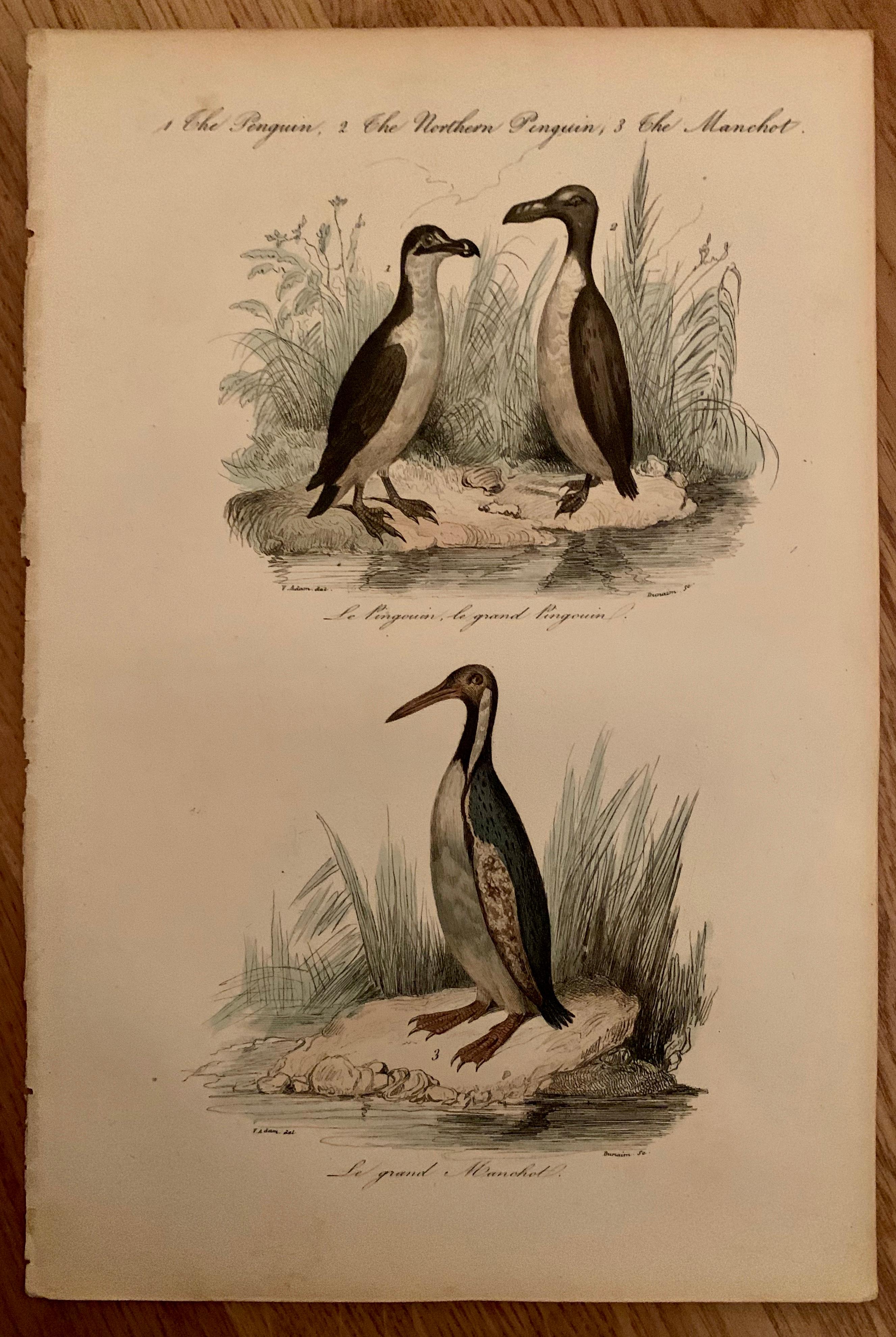 Biedermeier Set of 4 European Hand Colored Prints of Birds from 1830 For Sale