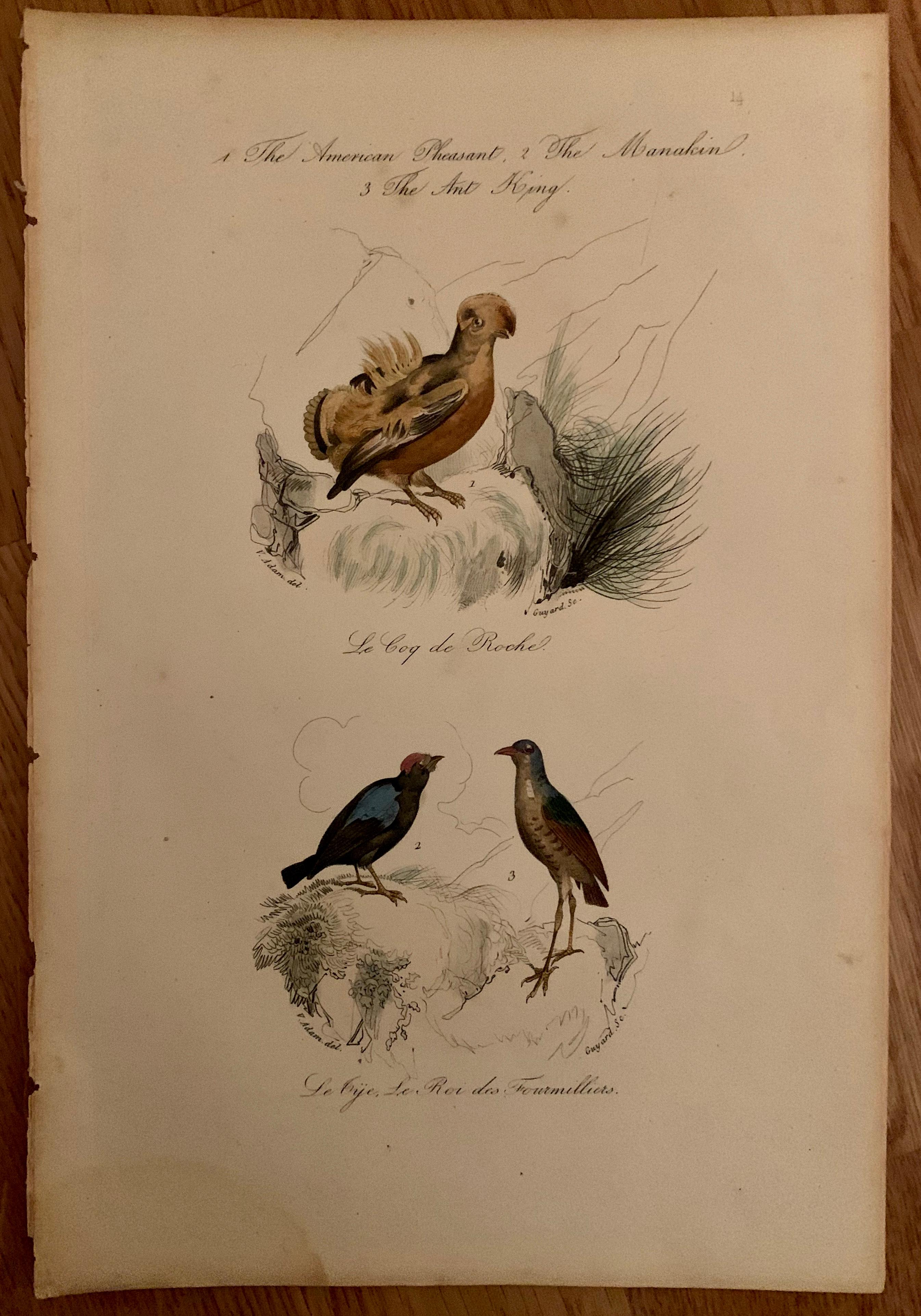 Biedermeier Ensemble de 4 estampes d'oiseaux européens colorées à la main de 1830 en vente