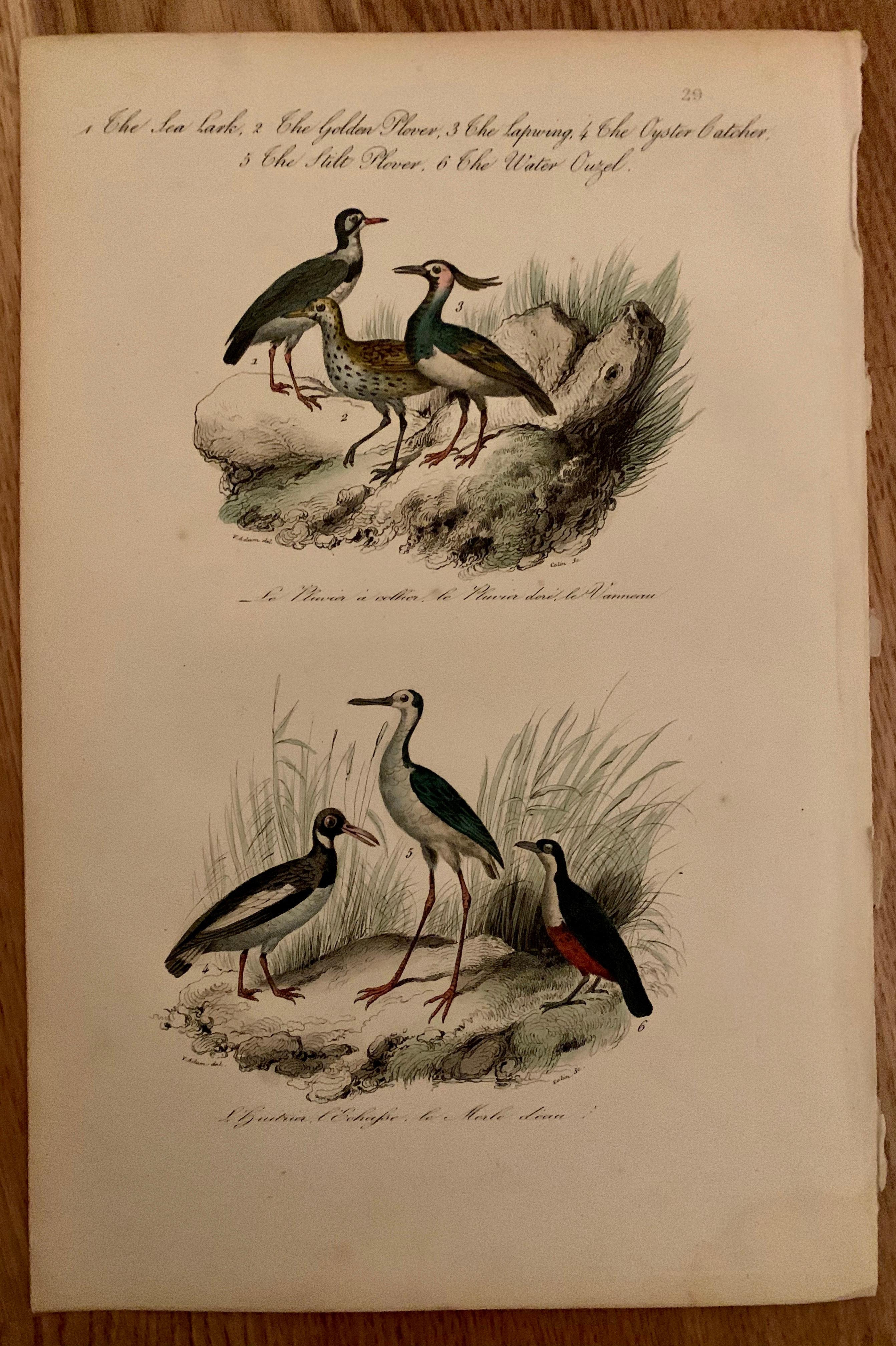 Biedermeier Ensemble de 4 estampes d'oiseaux européens colorées à la main de 1830 en vente