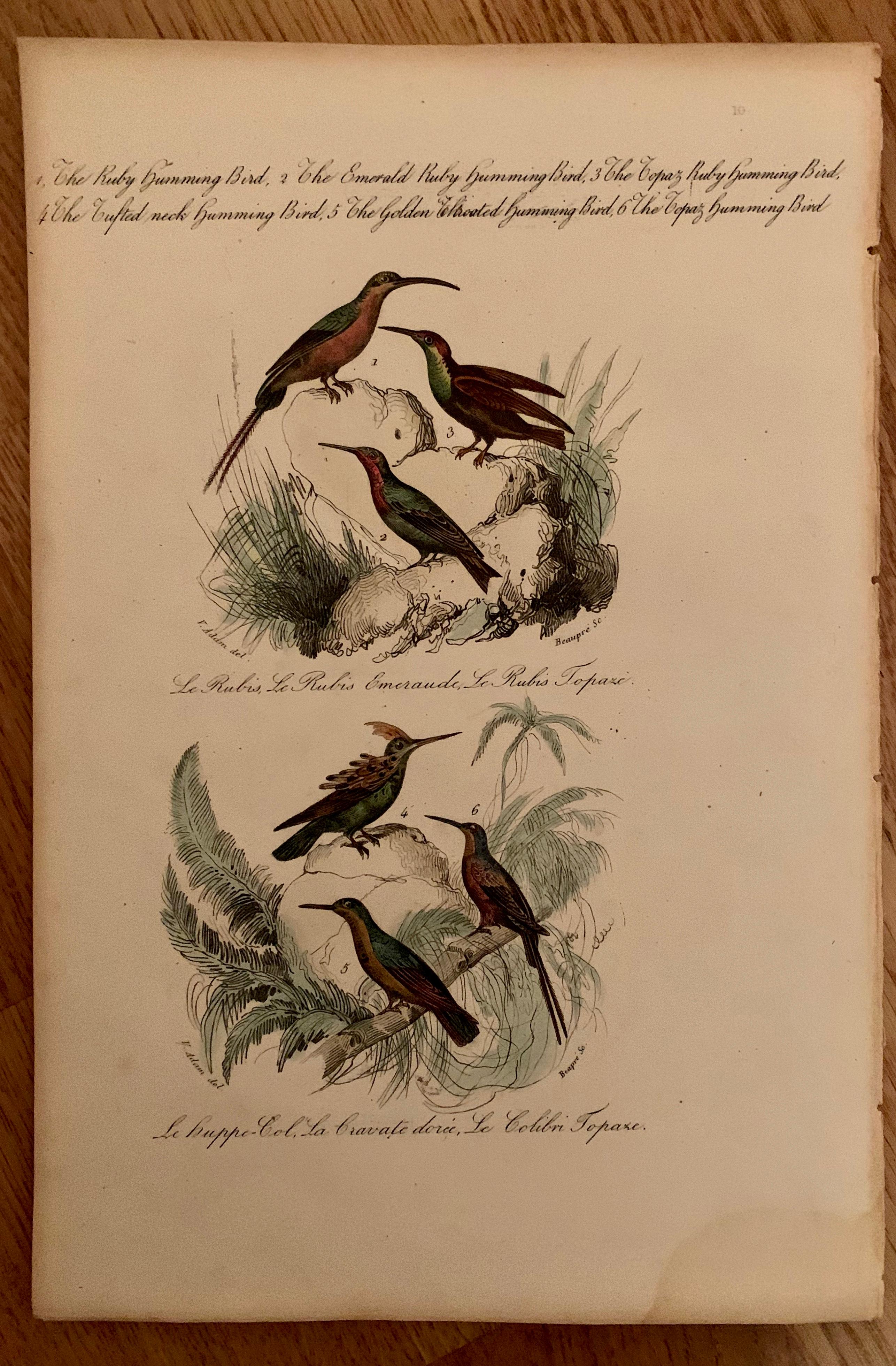 Set von 4 europäischen handkolorierten Drucken von Vögeln aus dem Jahr 1830 (Biedermeier) im Angebot