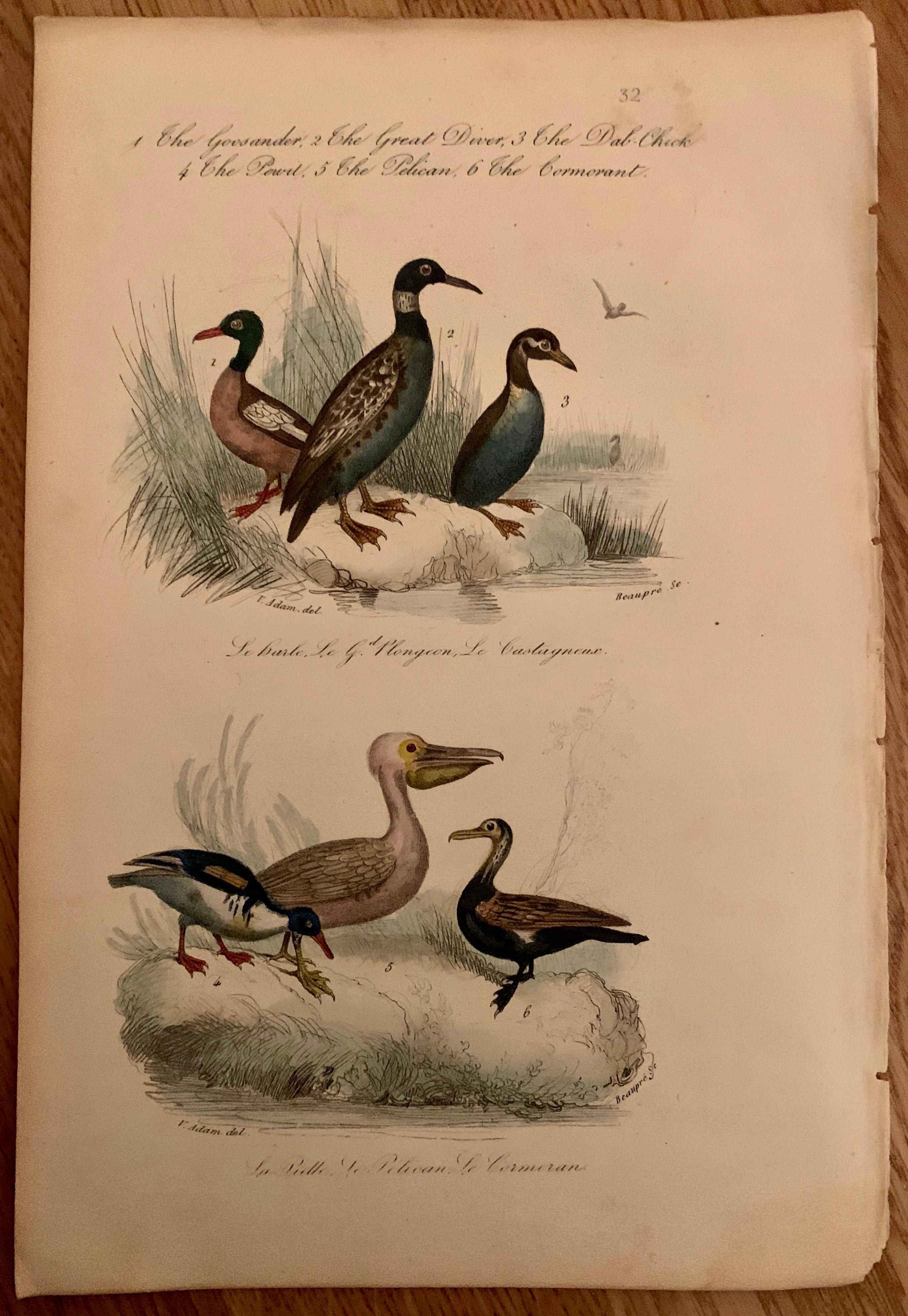 French Set of 4 European Hand Colored Prints of Birds from 1830 For Sale