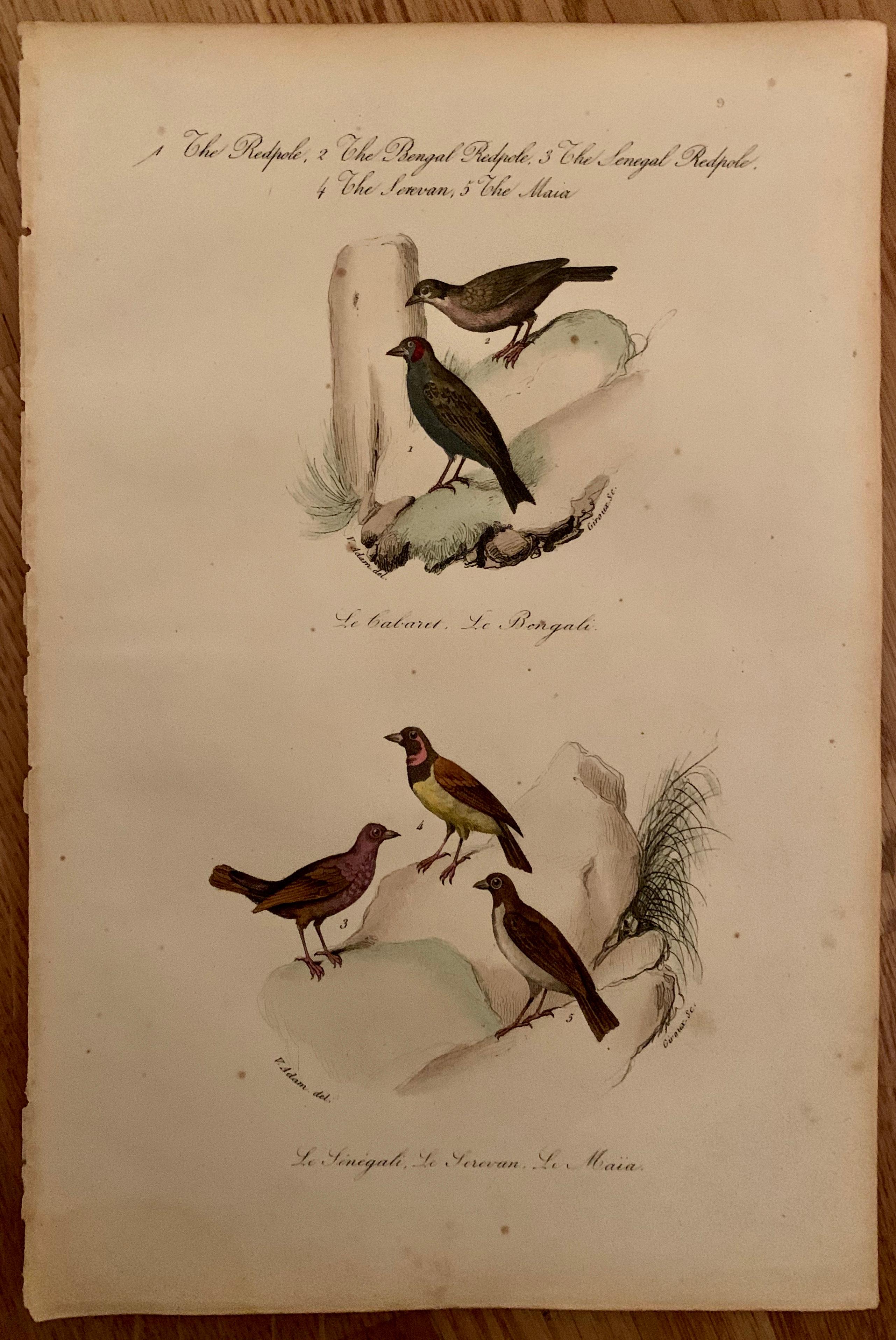 Français Ensemble de 4 estampes d'oiseaux européens colorées à la main de 1830 en vente