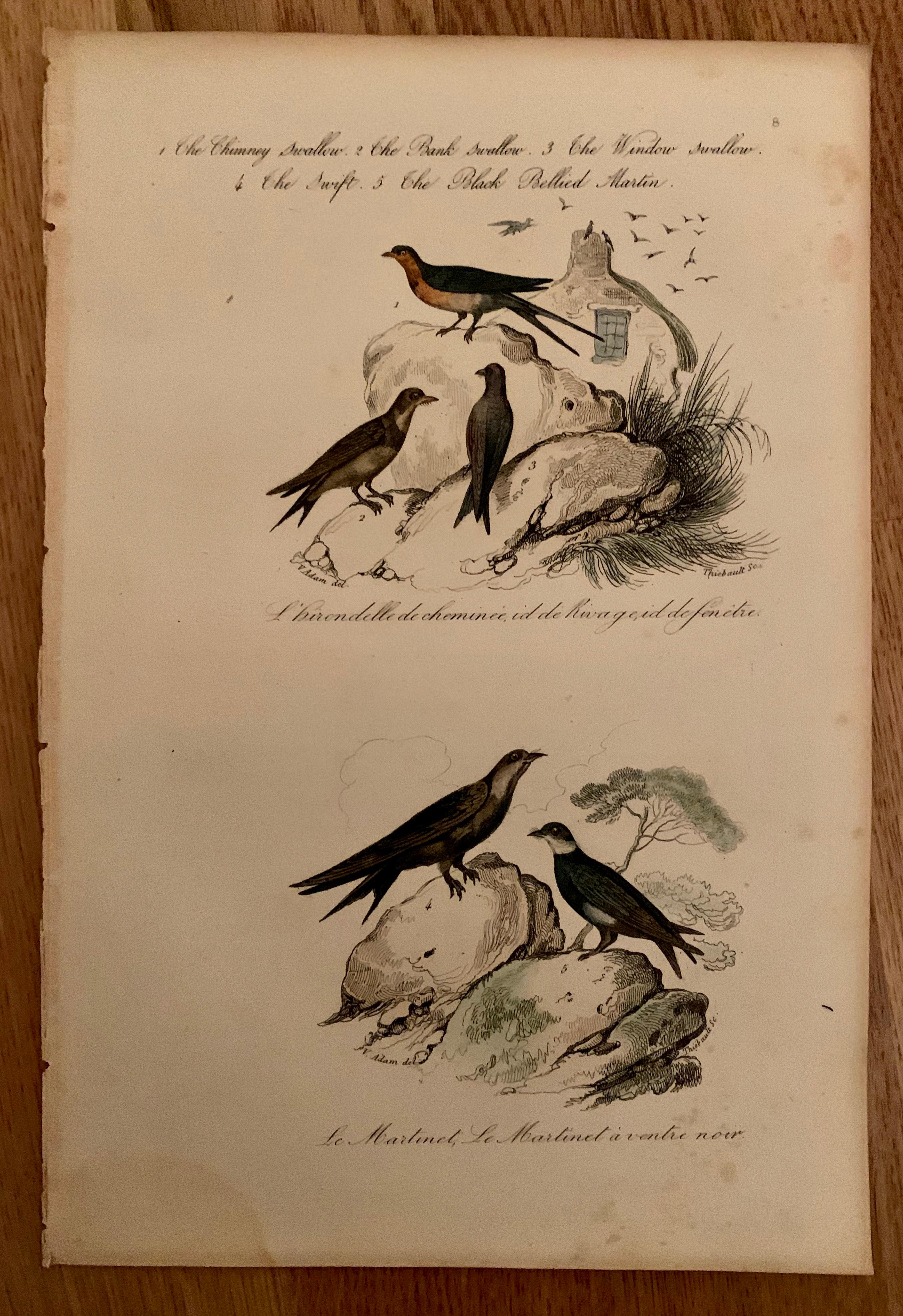 French Set of 4 European Hand Colored Prints of Birds from 1830 For Sale