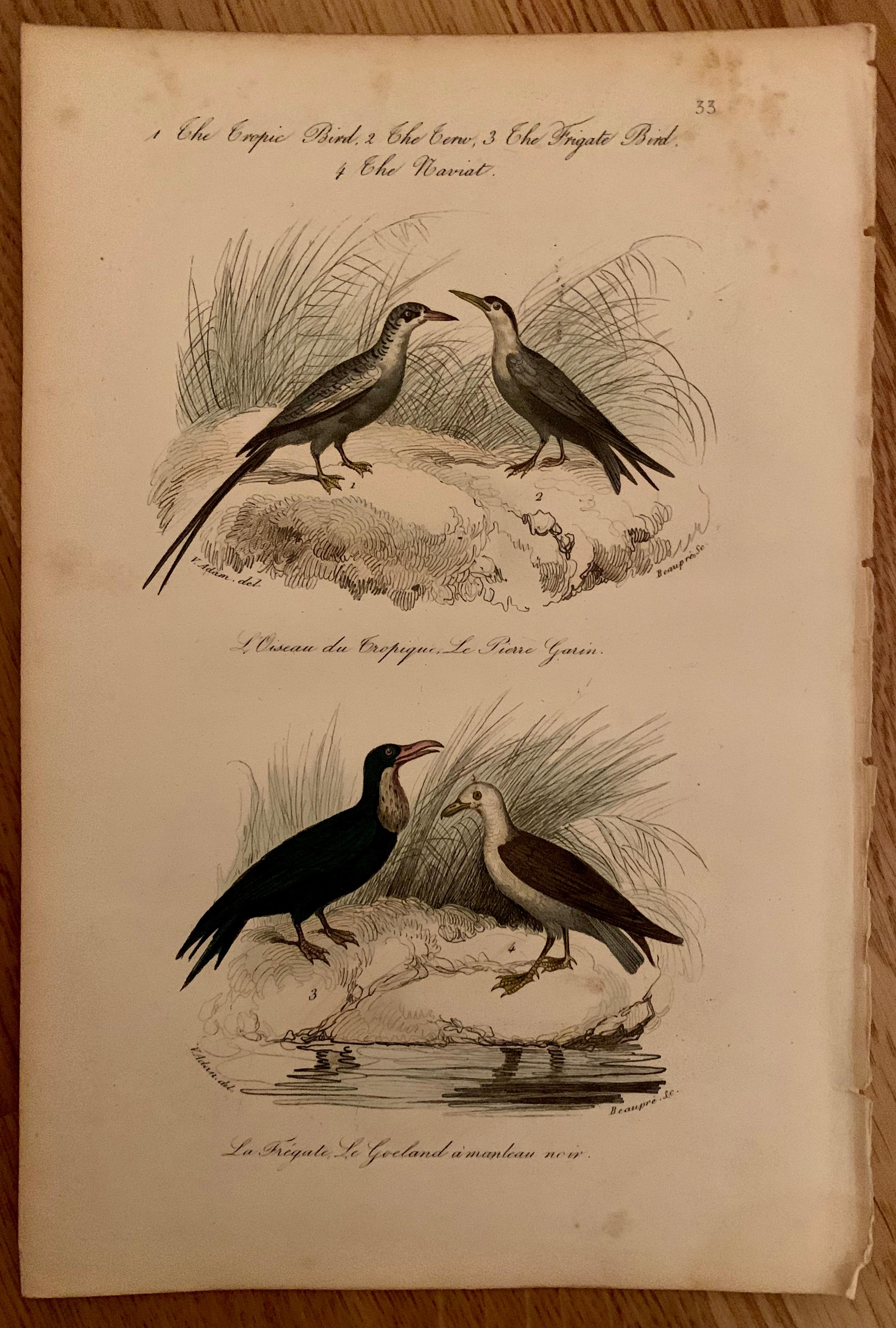 Set von 4 europäischen handkolorierten Drucken von Vögeln aus dem Jahr 1830 (Französisch) im Angebot