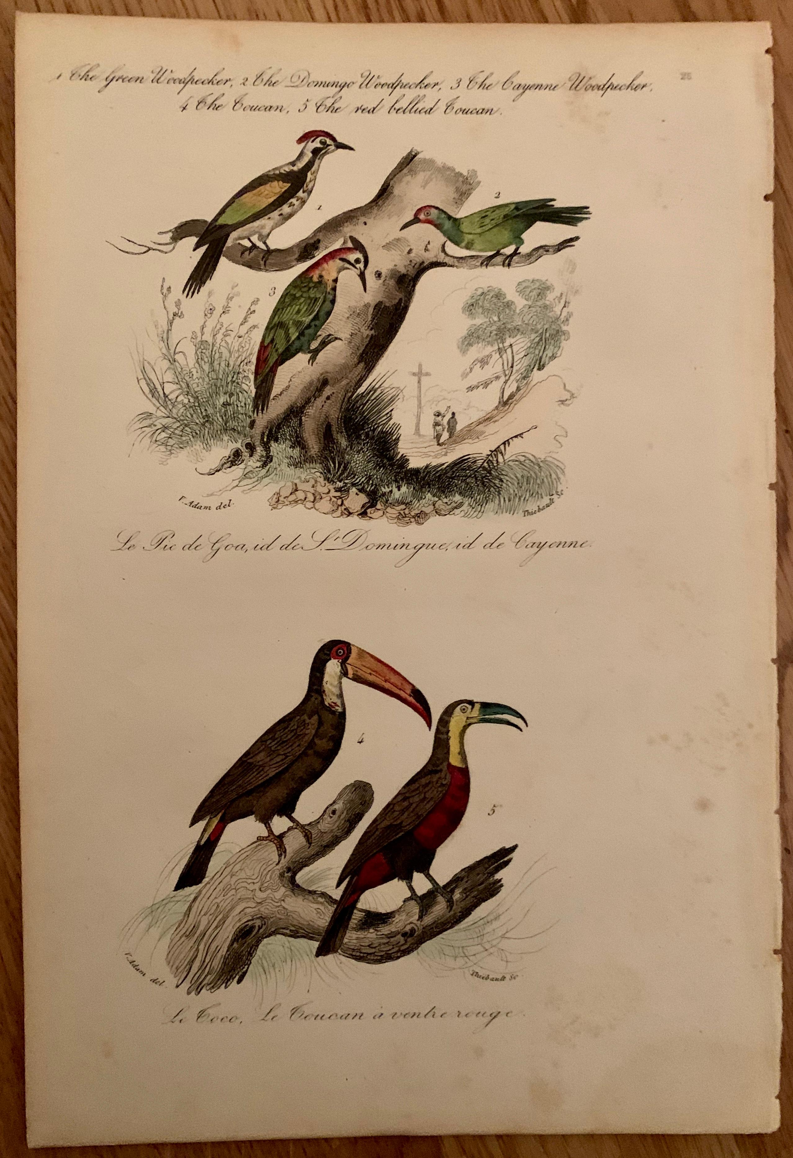 Peint à la main Ensemble de 4 estampes d'oiseaux européens colorées à la main de 1830 en vente