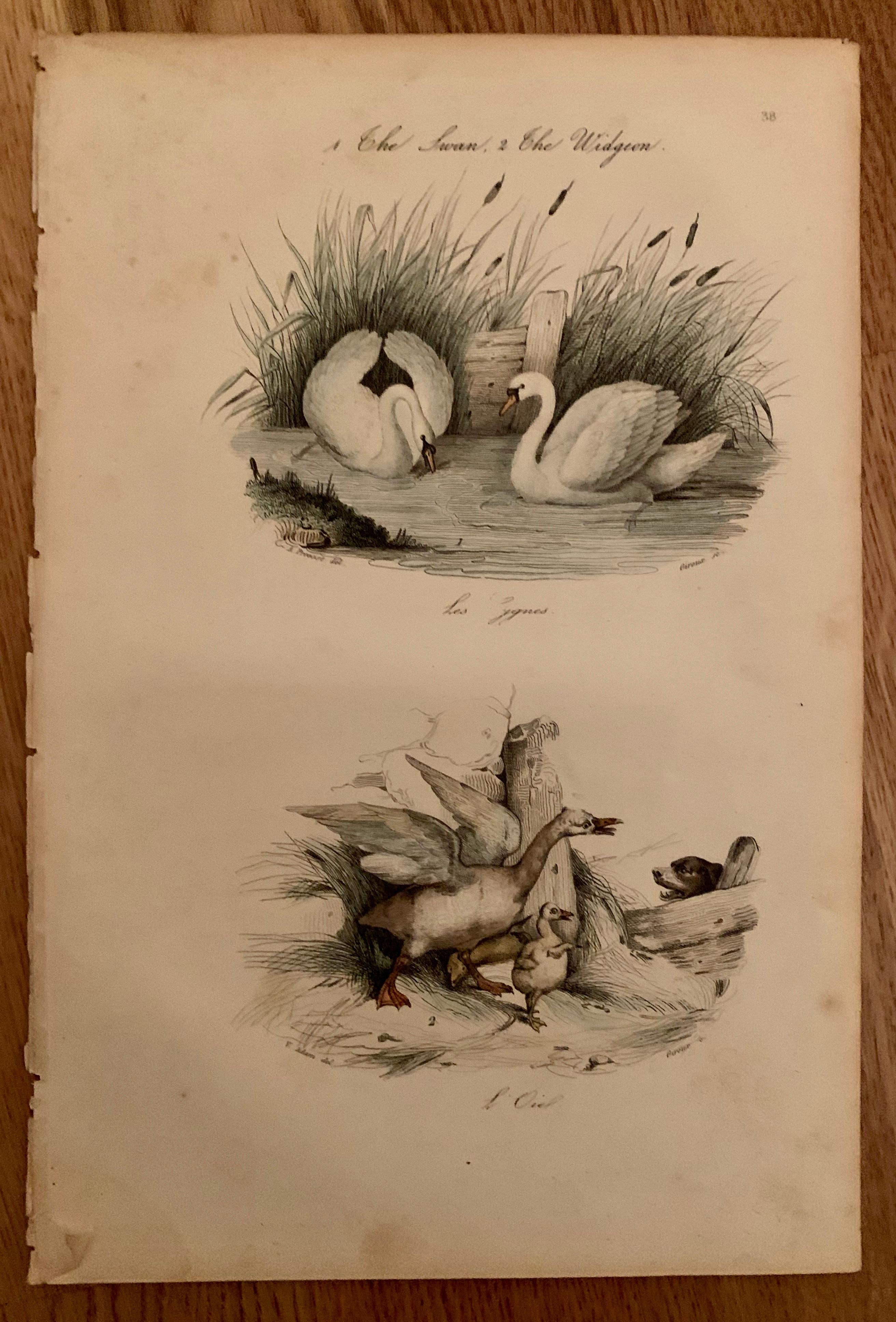 Set von 4 europäischen handkolorierten Drucken von Vögeln aus dem Jahr 1830 (Handbemalt) im Angebot
