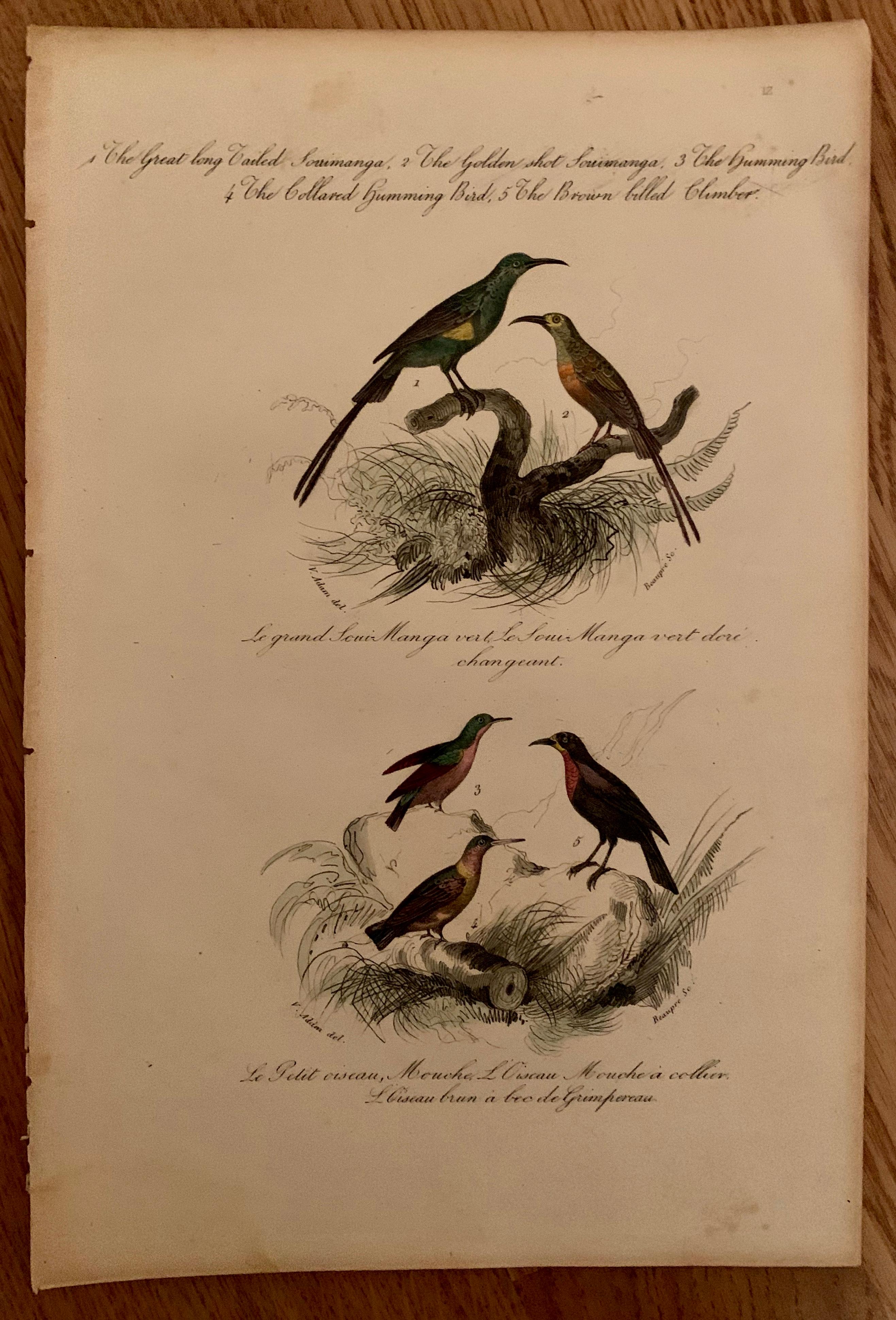 Peint à la main Ensemble de 4 estampes d'oiseaux européens colorées à la main de 1830 en vente