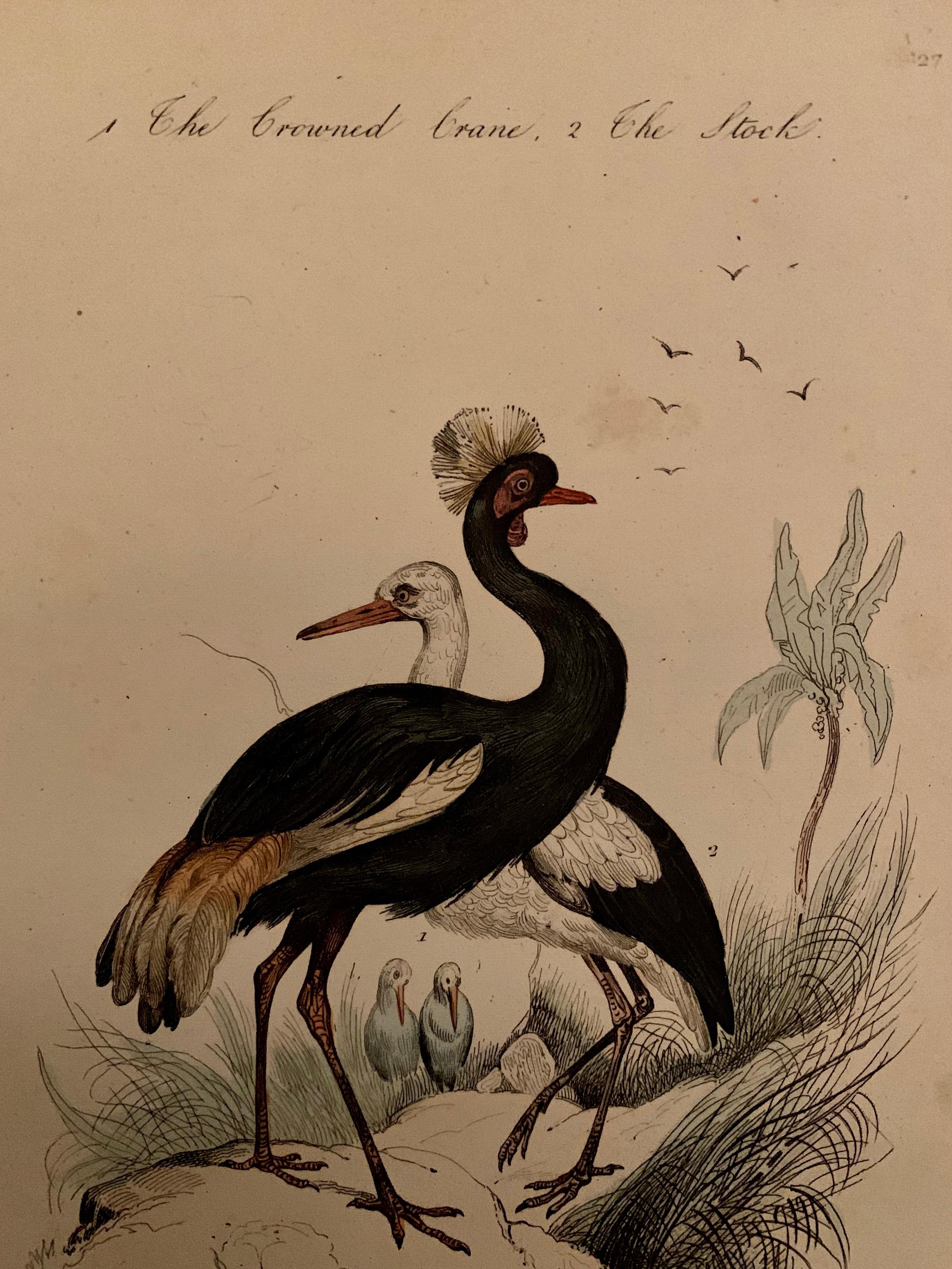 Set of 4 European Hand Colored Prints of Birds from 1830 In Good Condition For Sale In Haddonfield, NJ