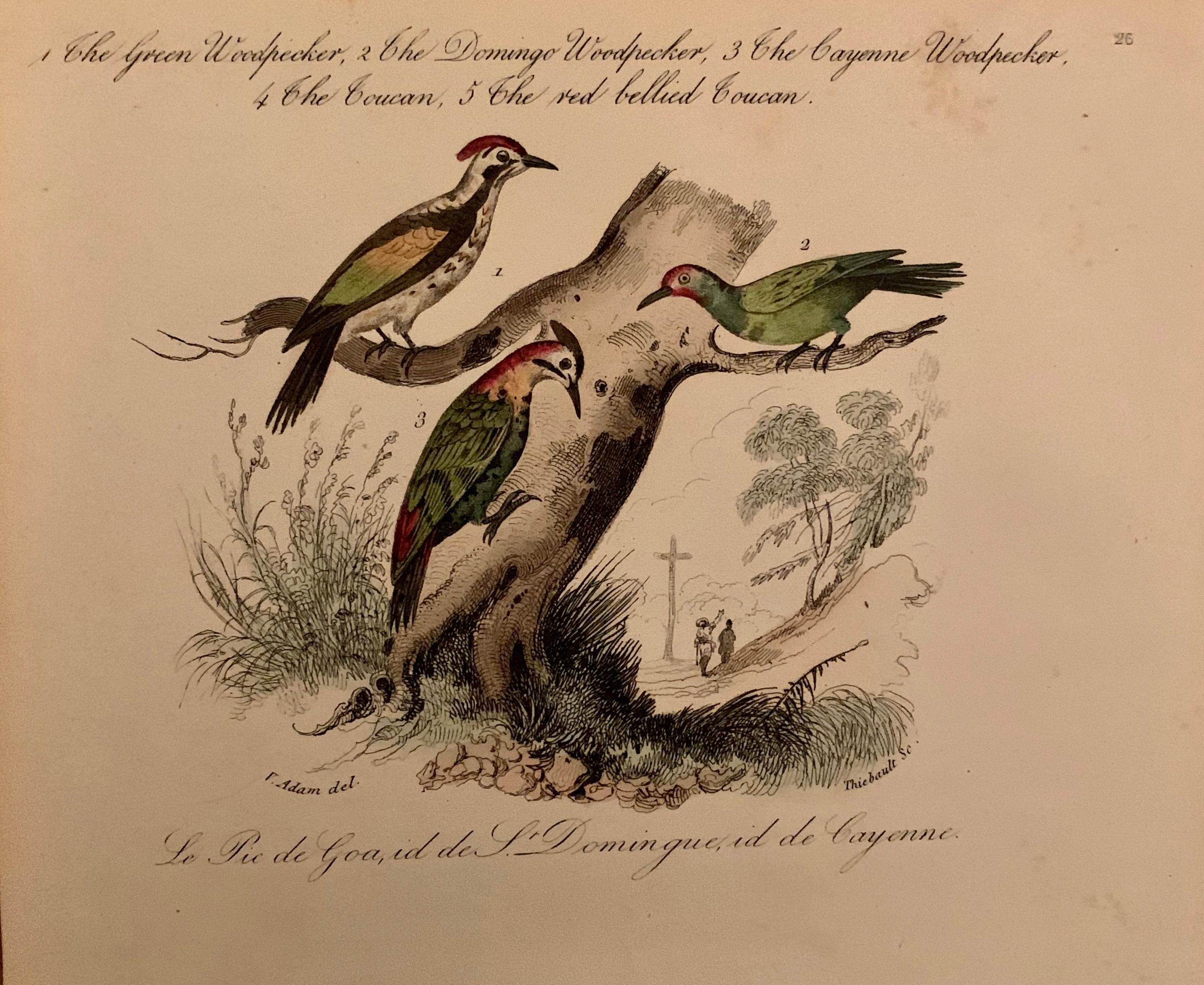 Hand-Painted Set of 4 European Hand Colored Prints of Birds from 1830 For Sale