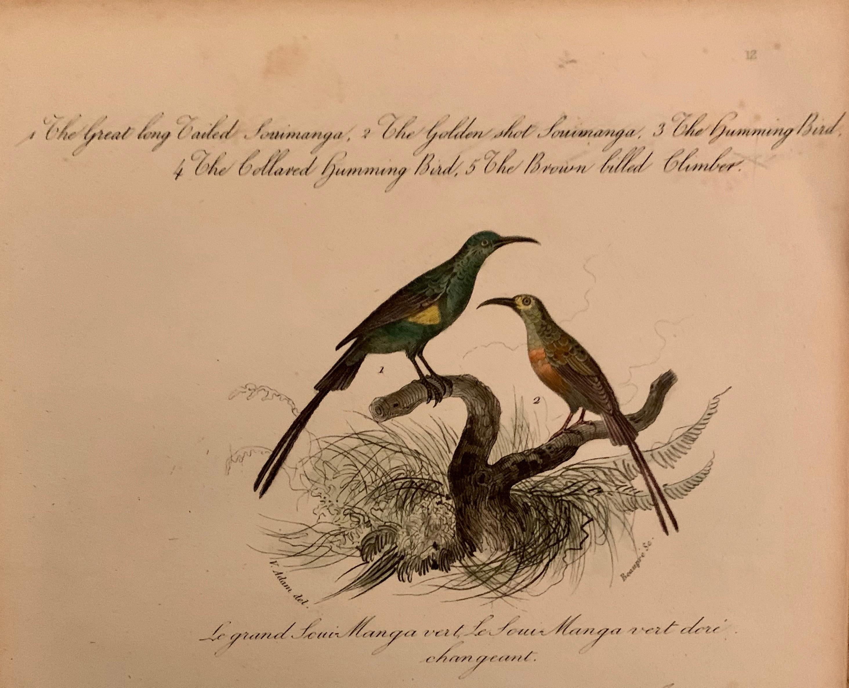 Set of 4 European Hand Colored Prints of Birds from 1830 In Good Condition For Sale In Haddonfield, NJ