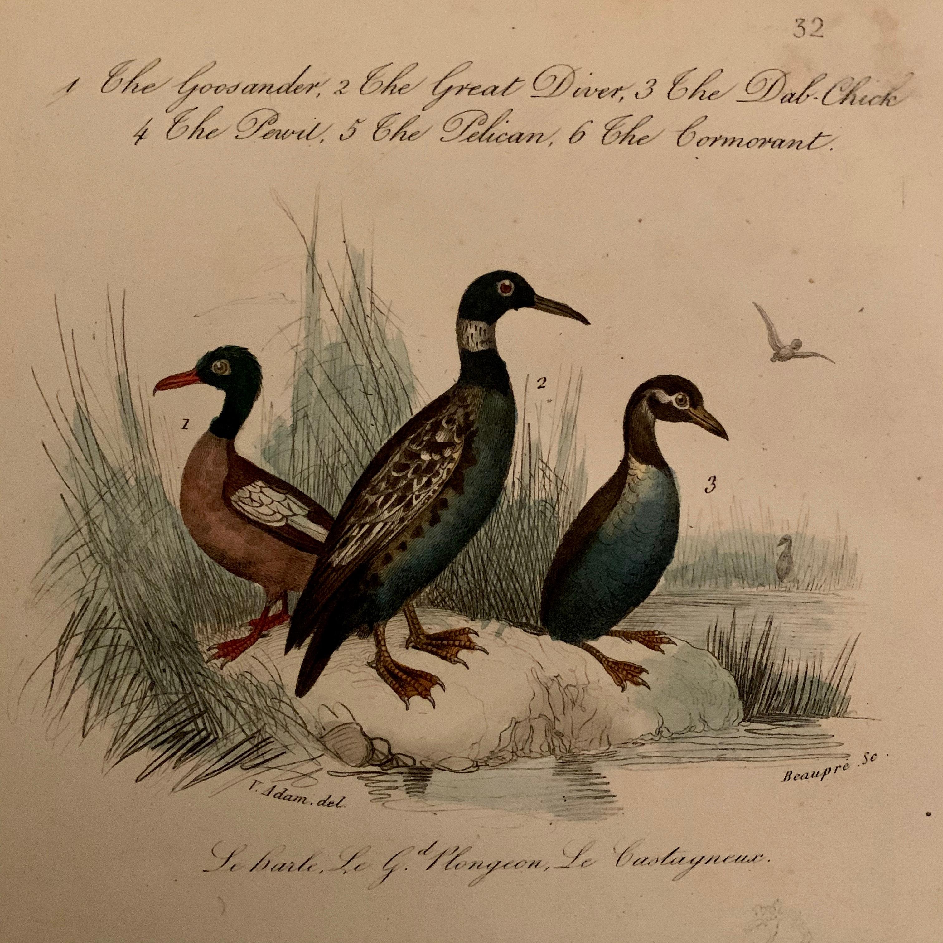 French Set of 4 European Hand Colored Prints of Birds from 1830 For Sale