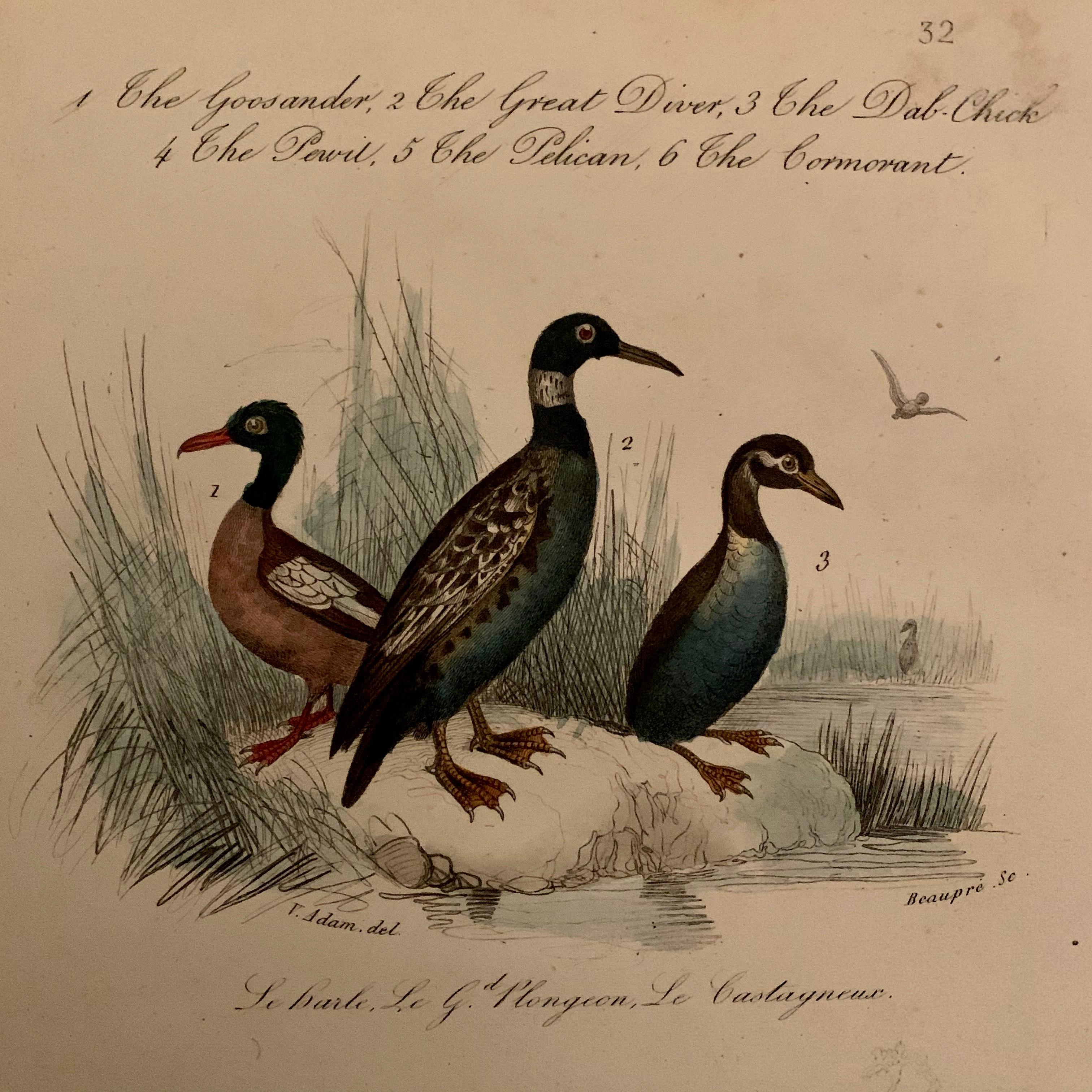 Mid-19th Century Set of 4 European Hand Colored Prints of Birds from 1830 For Sale