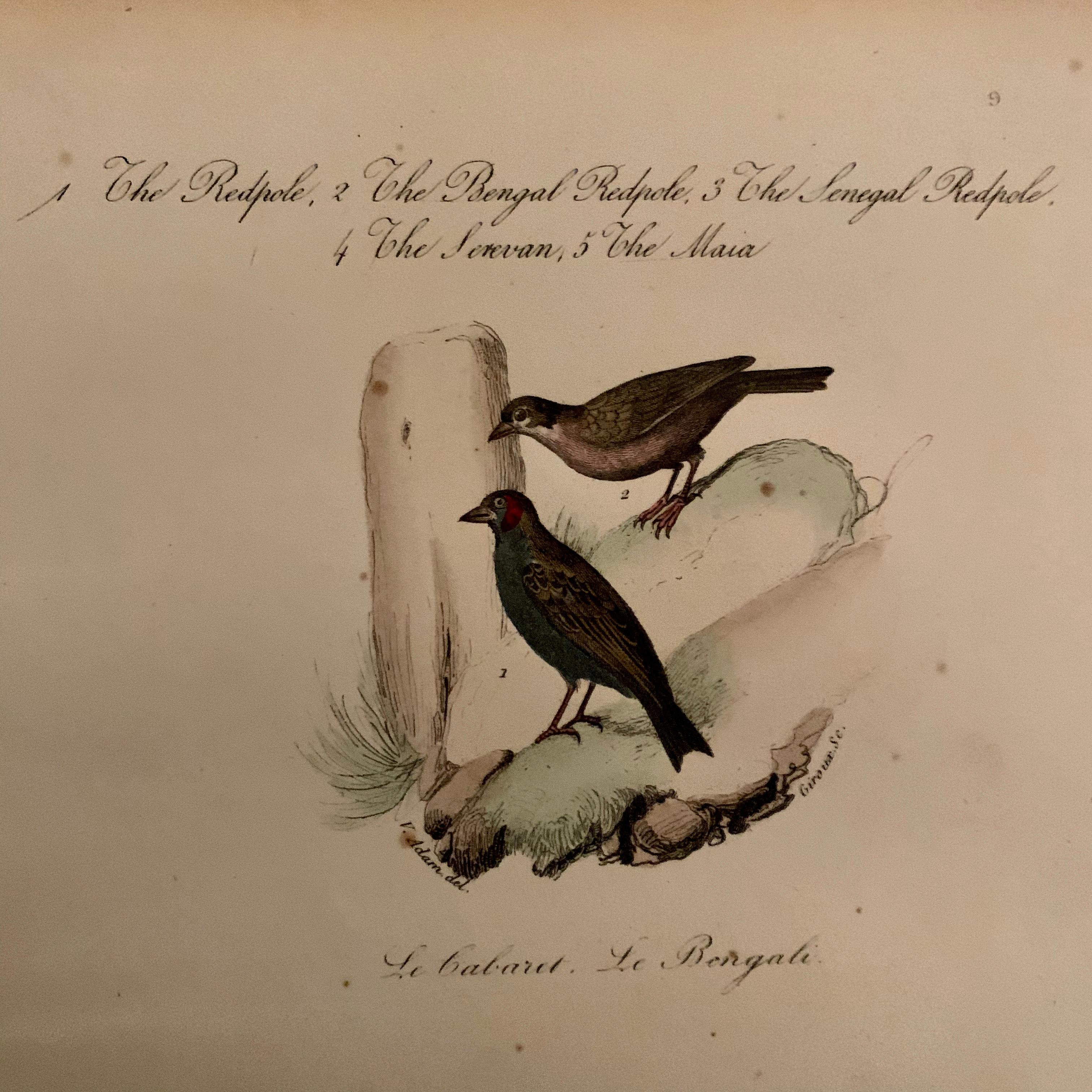 Milieu du XIXe siècle Ensemble de 4 estampes d'oiseaux européens colorées à la main de 1830 en vente