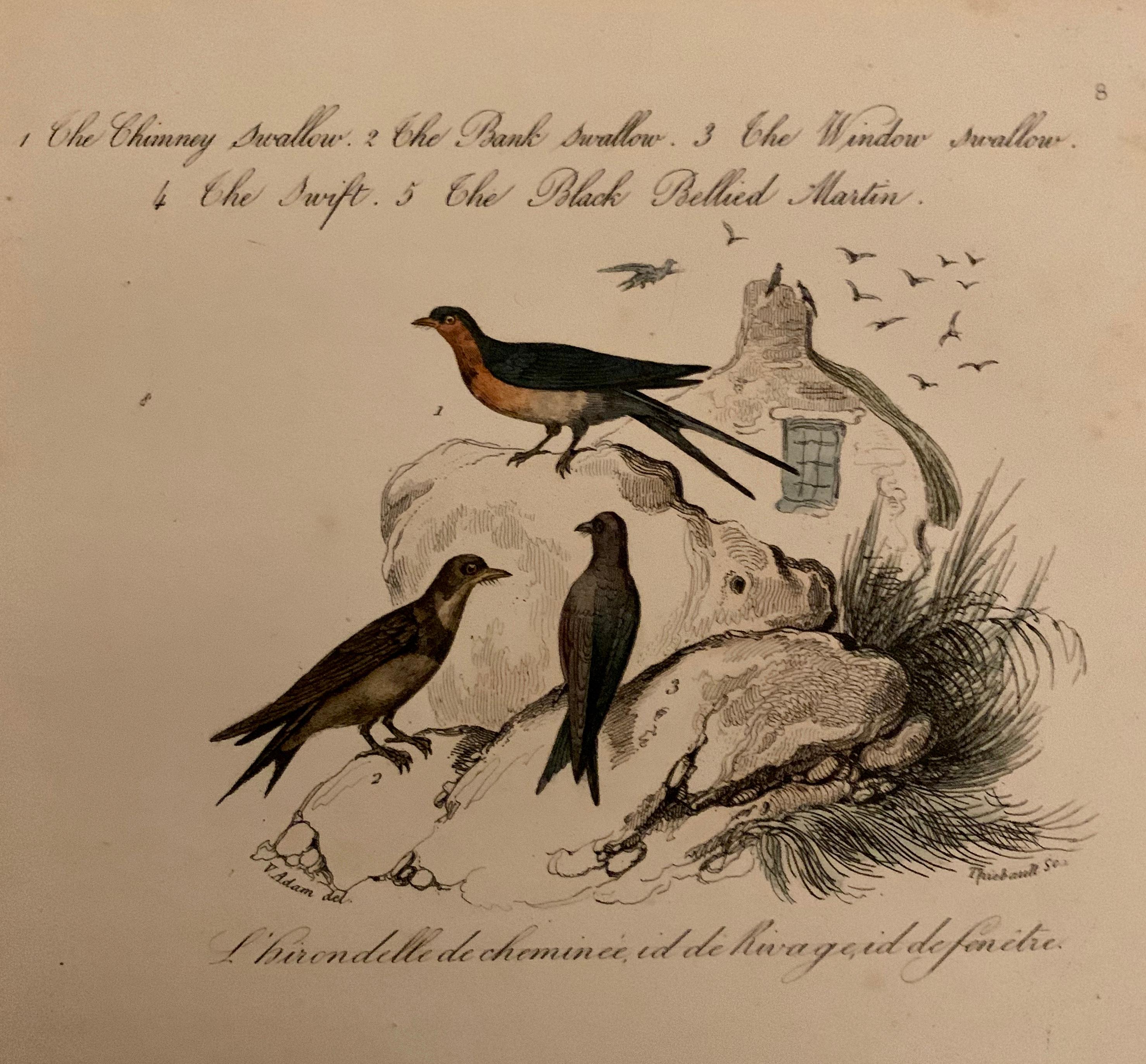 Hand-Painted Set of 4 European Hand Colored Prints of Birds from 1830 For Sale