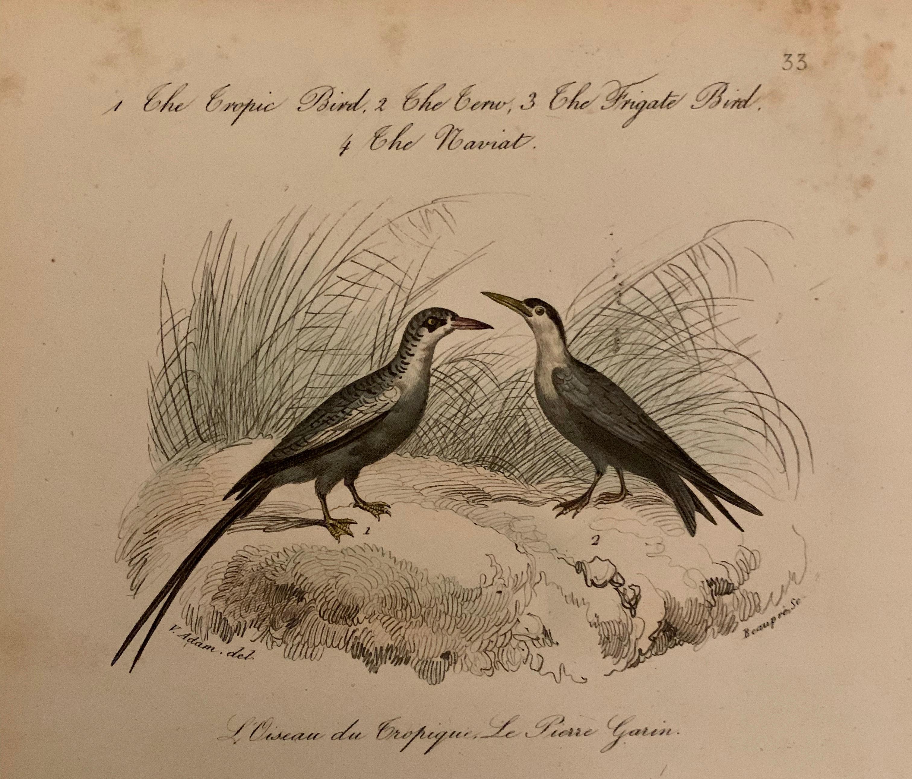 Milieu du XIXe siècle Ensemble de 4 estampes d'oiseaux européens colorées à la main de 1830 en vente