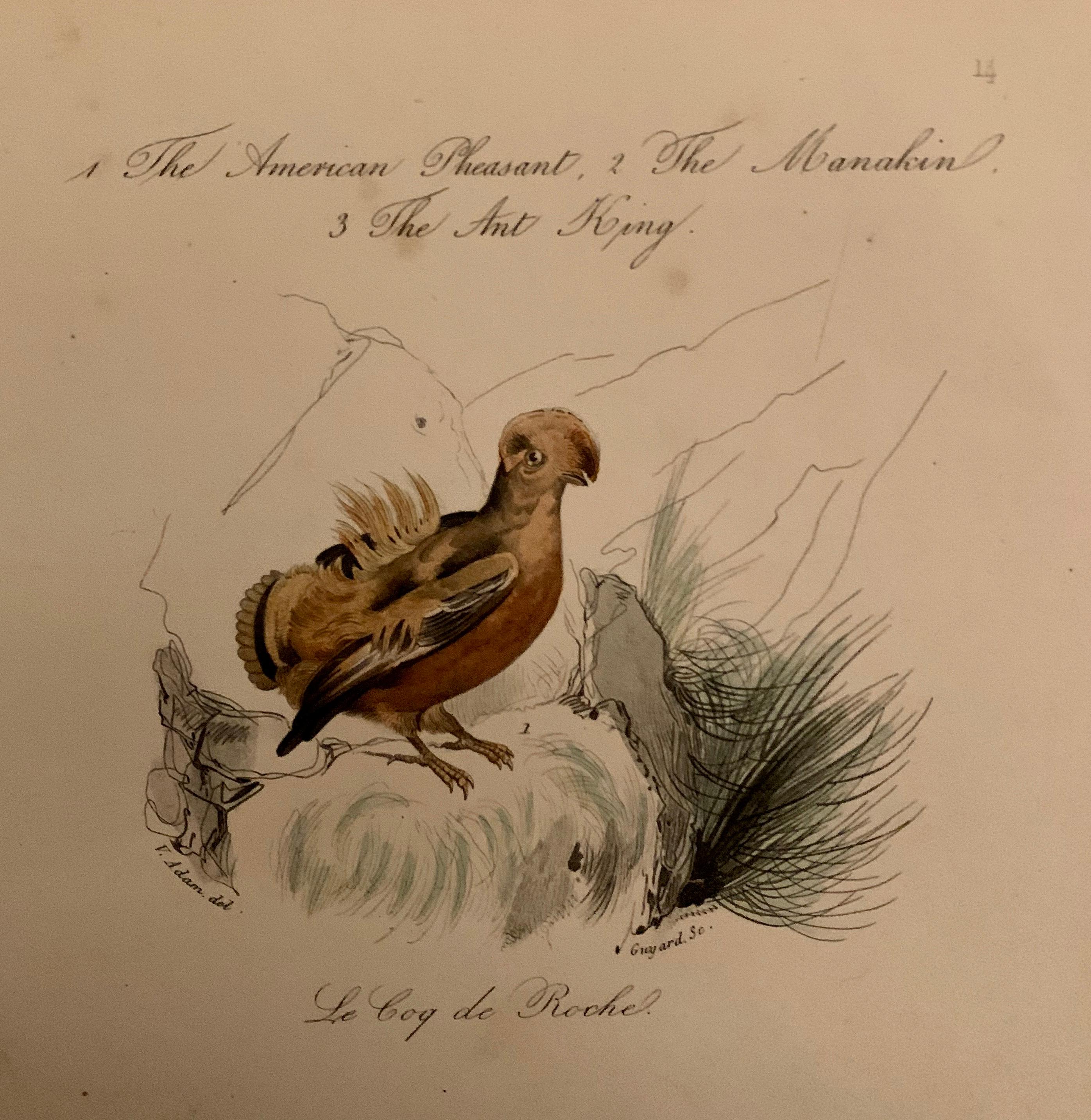 Mid-19th Century Set of 4 European Hand Colored Prints of Birds from 1830 For Sale