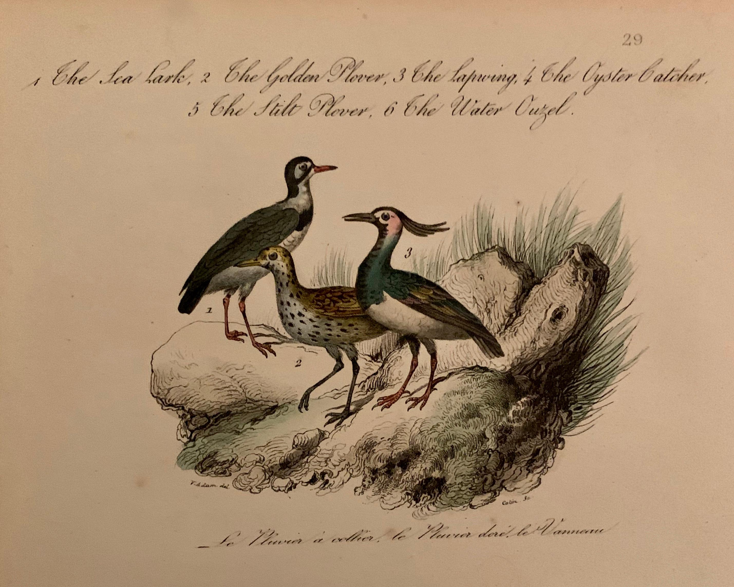 Papier Ensemble de 4 estampes d'oiseaux européens colorées à la main de 1830 en vente