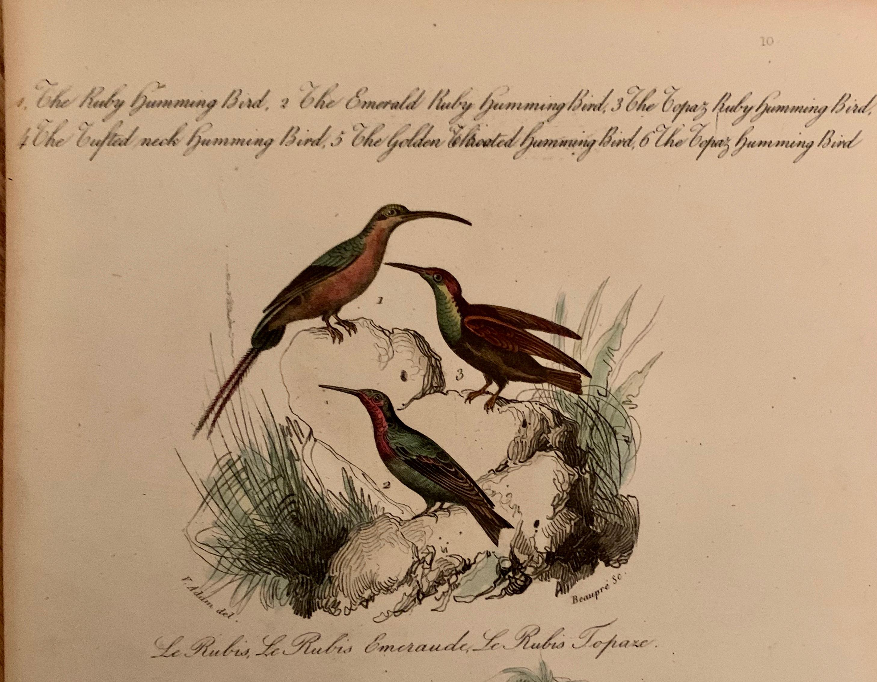 Paper Set of 4 European Hand Colored Prints of Birds from 1830