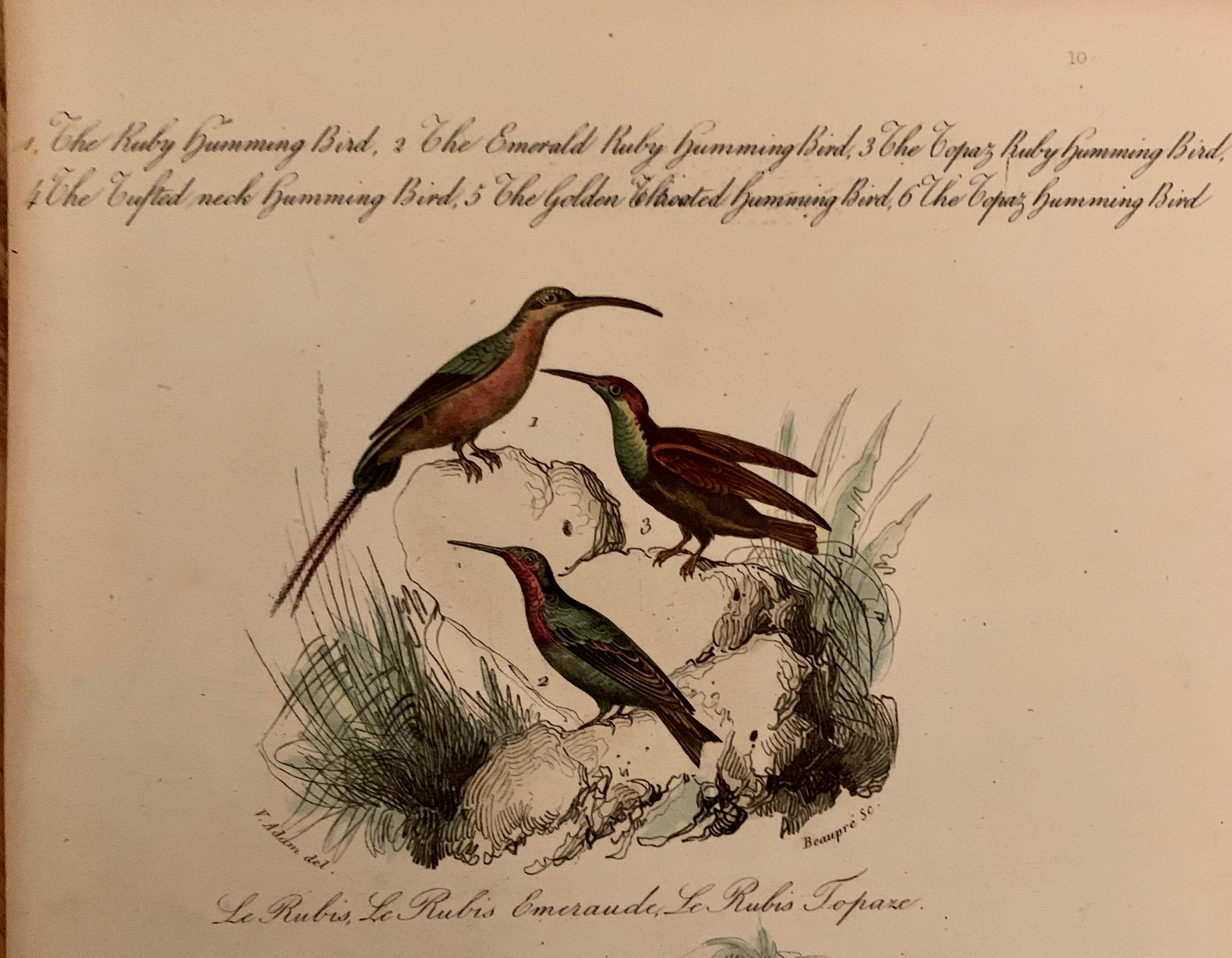 Papier Ensemble de 4 estampes d'oiseaux européens colorées à la main de 1830 en vente