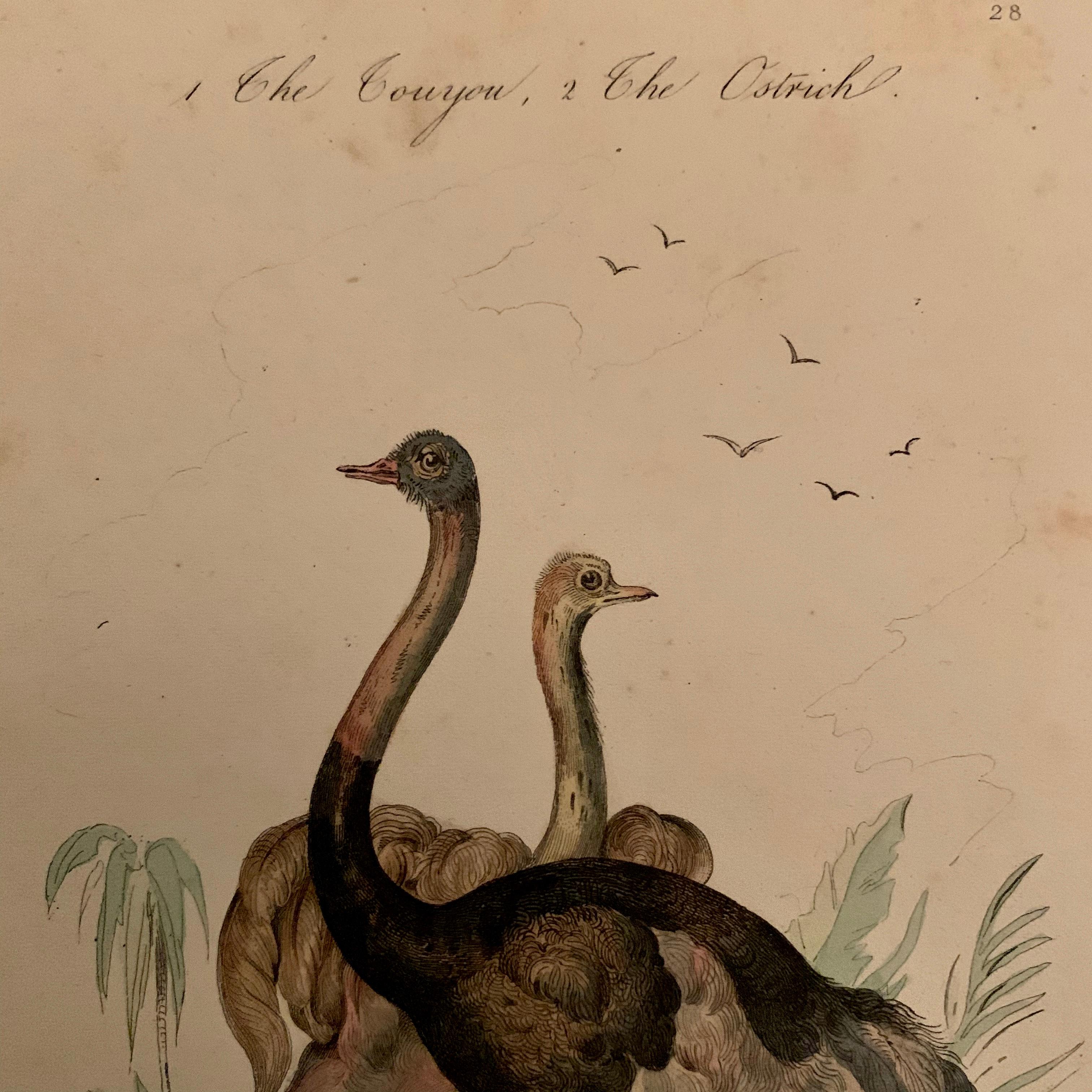 Set of 4 European Hand Colored Prints of Birds from 1830 For Sale 1