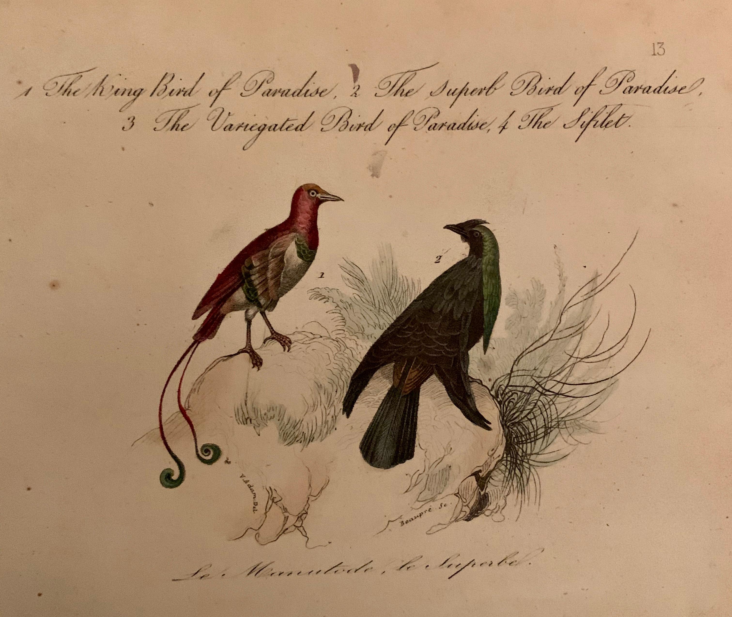 Paper Set of 4 European Hand Colored Prints of Birds from 1830 For Sale