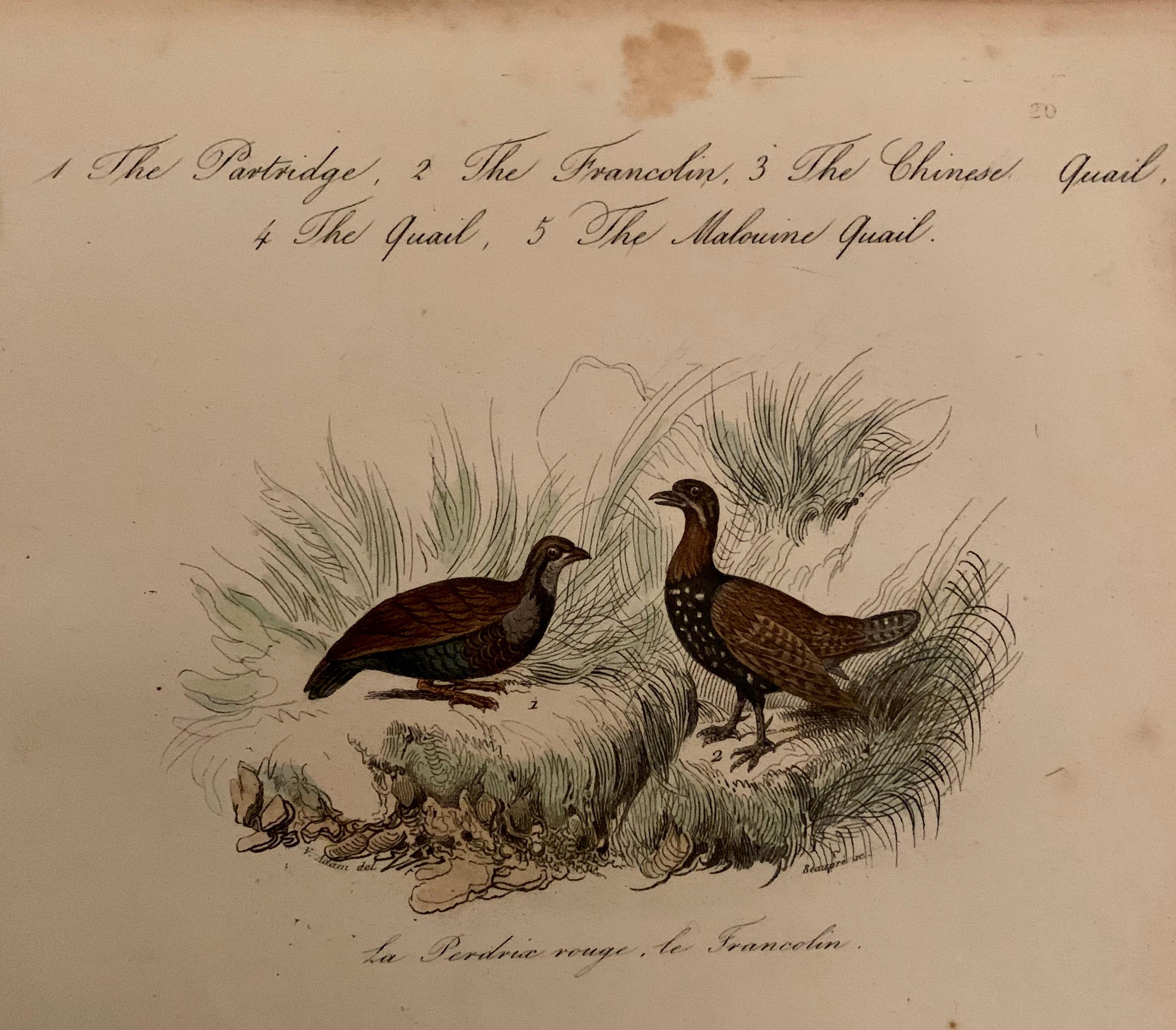 Ensemble de 4 estampes d'oiseaux européens colorées à la main de 1830 en vente 1