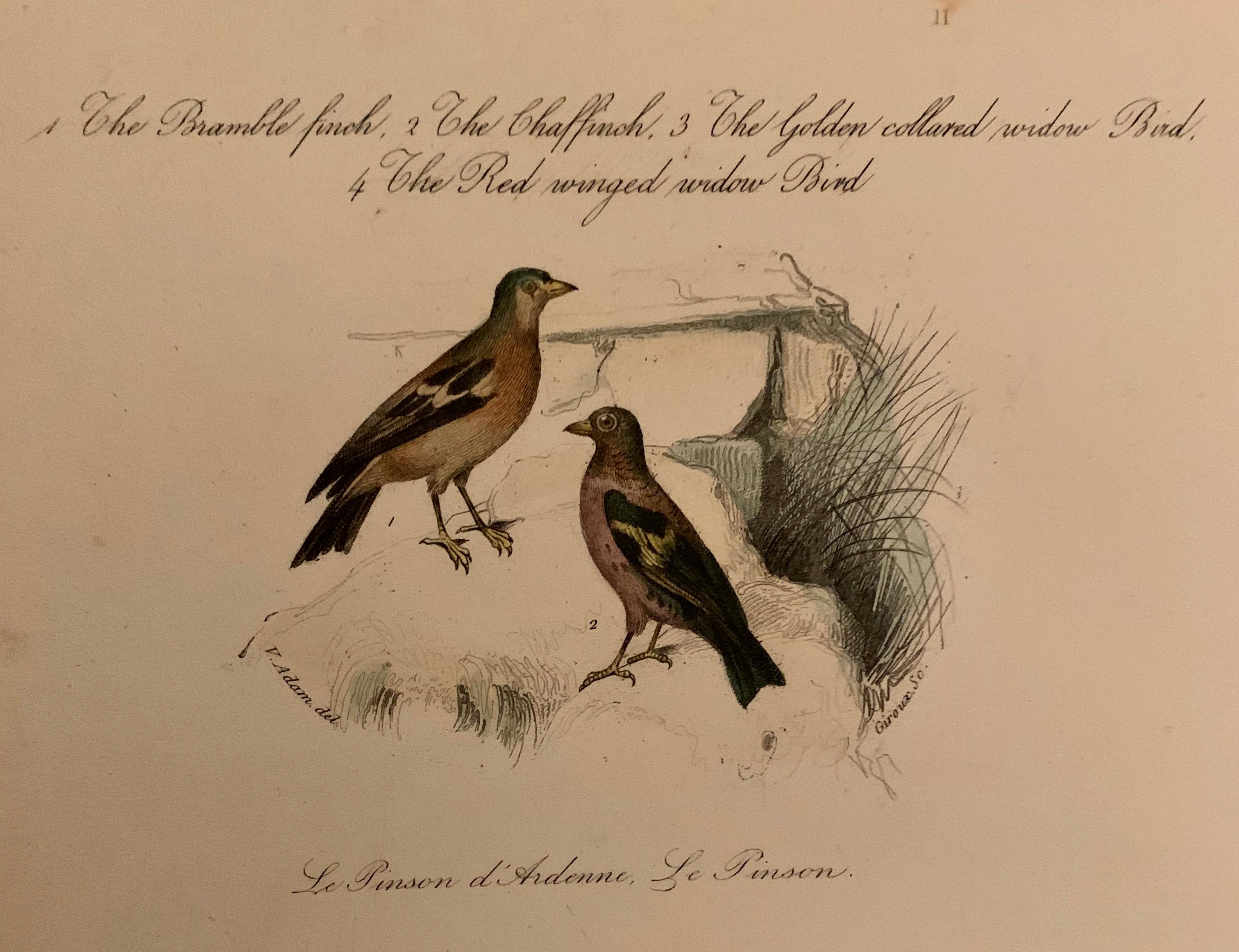 Ensemble de 4 estampes d'oiseaux européens colorées à la main de 1830 en vente 1