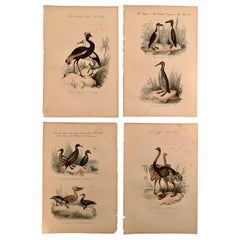 Set of 4 European Hand Colored Prints of Birds from 1830