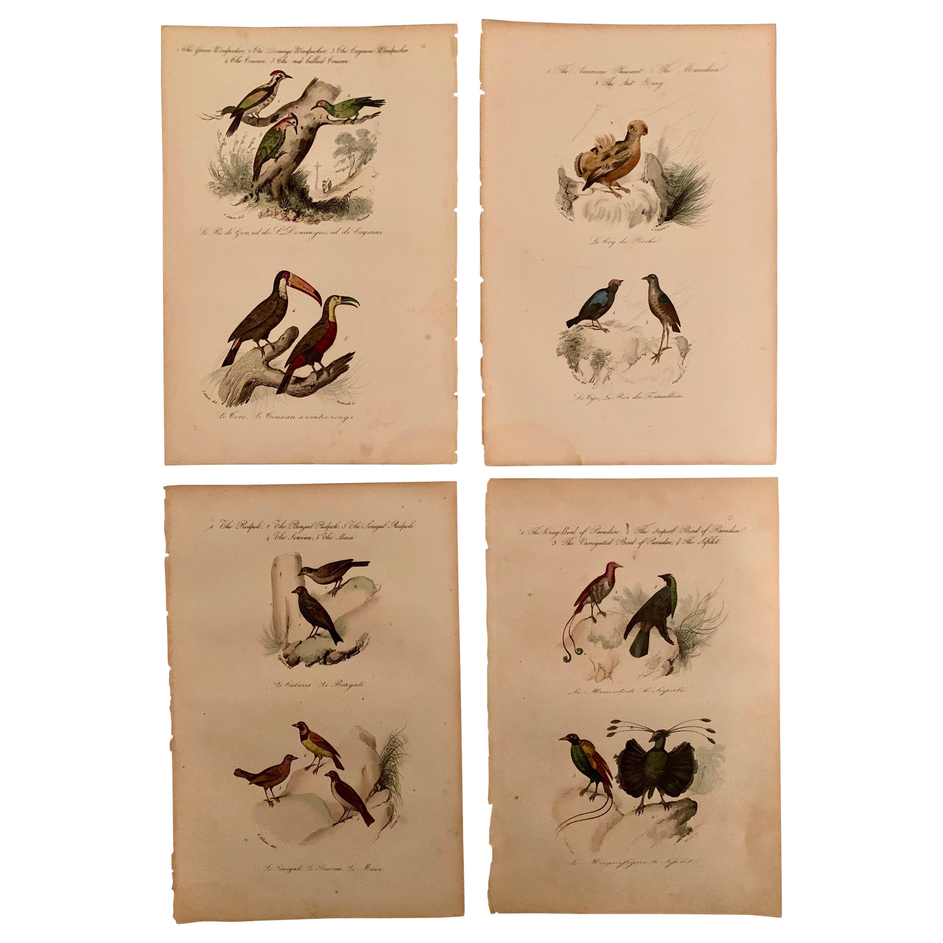 Ensemble de 4 estampes d'oiseaux européens colorées à la main de 1830 en vente