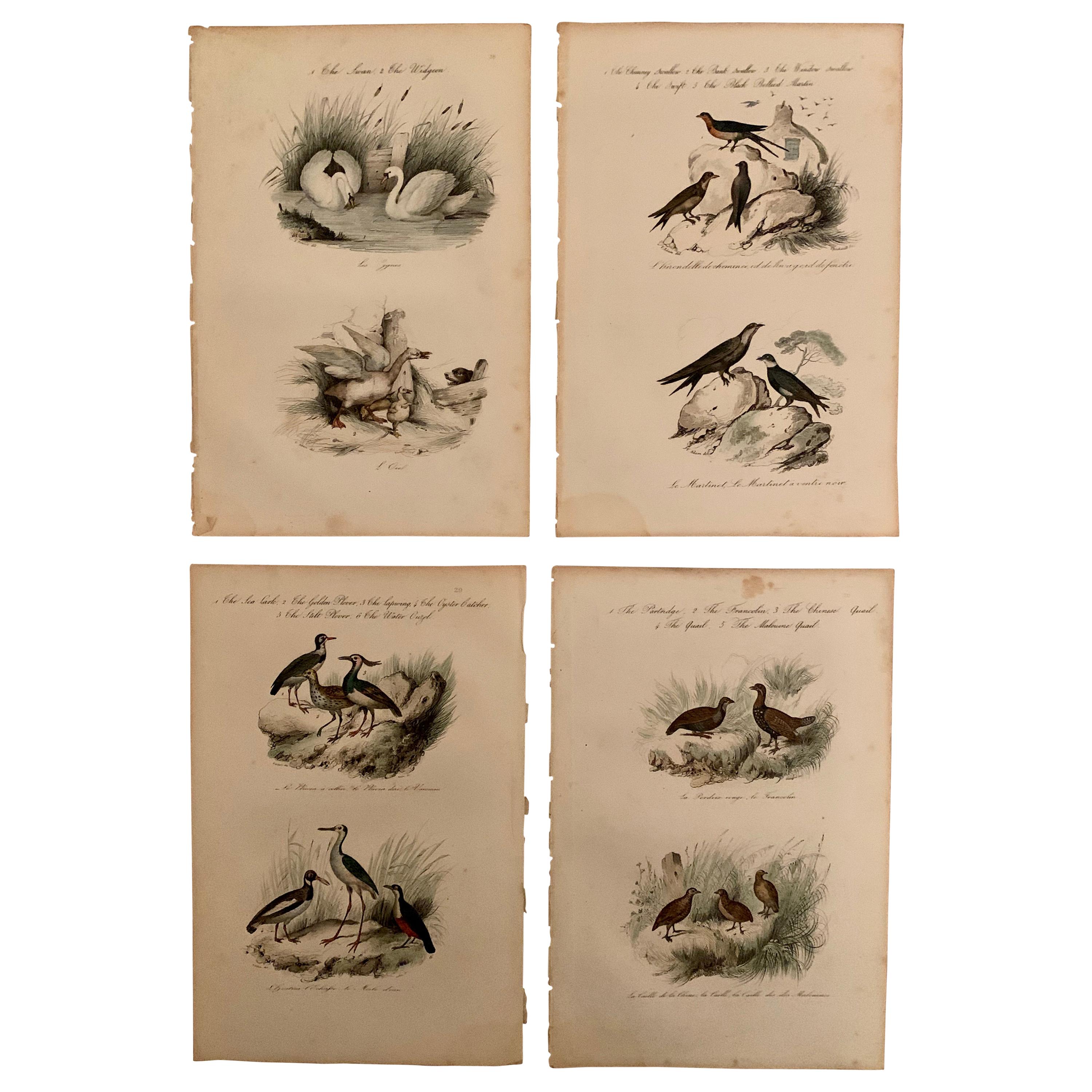 Ensemble de 4 estampes d'oiseaux européens colorées à la main de 1830 en vente