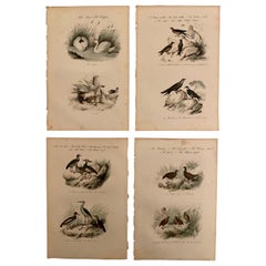 Set of 4 European Hand Colored Prints of Birds from 1830