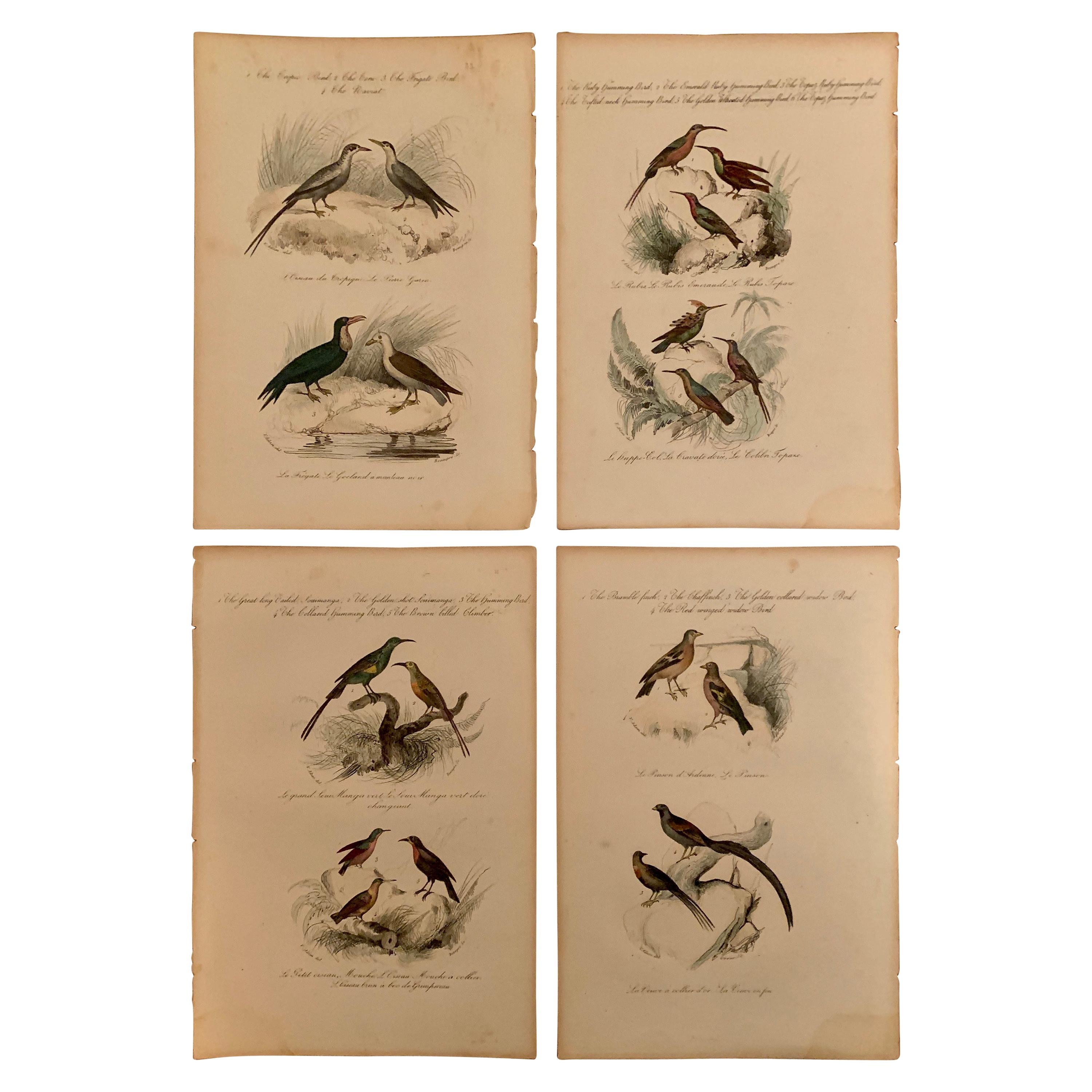 Ensemble de 4 estampes d'oiseaux européens colorées à la main de 1830 en vente