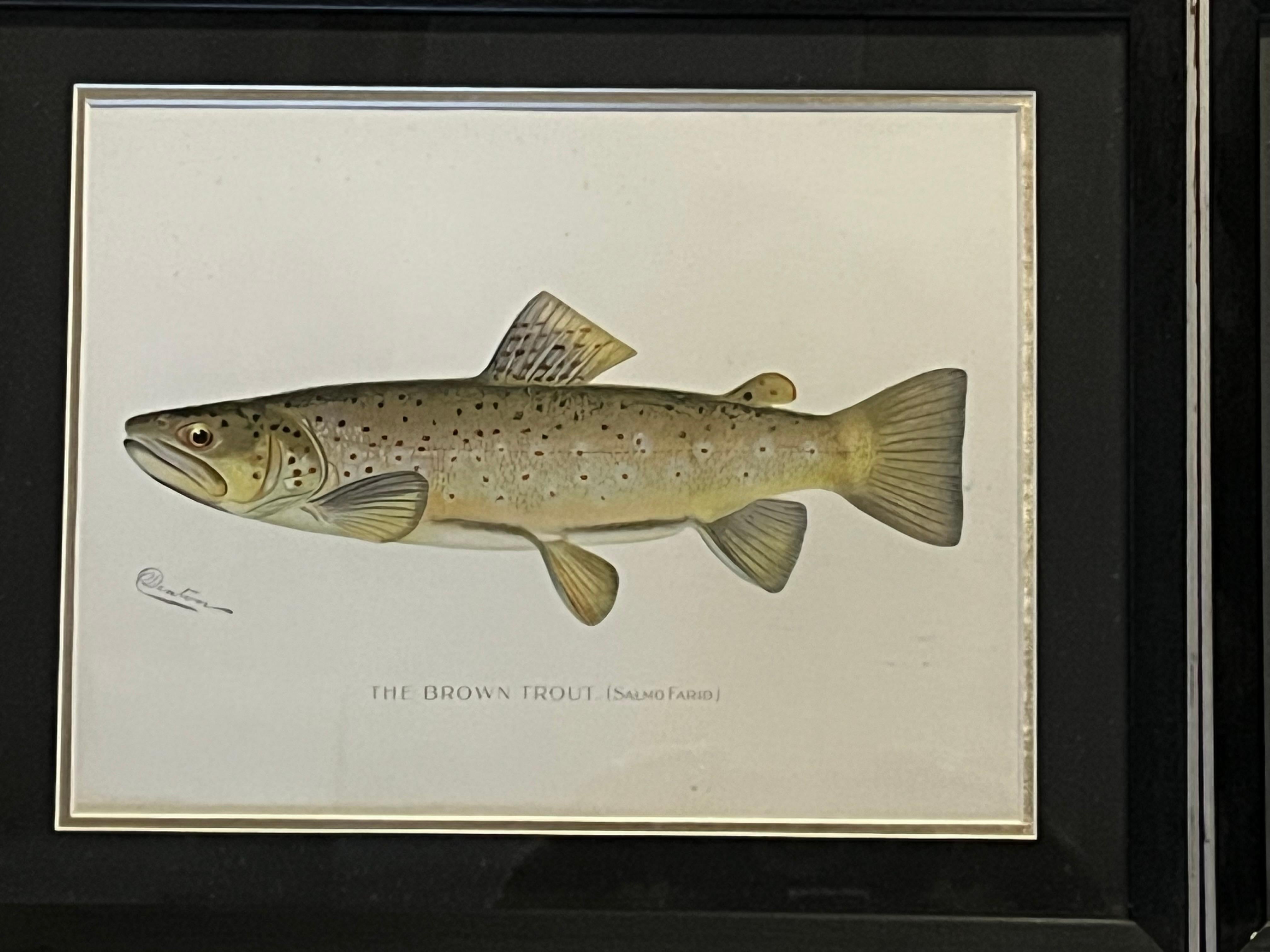 A set of 4 original lithographs of lake fish by Sherman Foote Denton, circa 1895-1900. Matted and framed under glass. Each is signed Denton in the plate, lower left. 