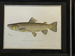 Set of 4 Fish Prints by S.F. Denton