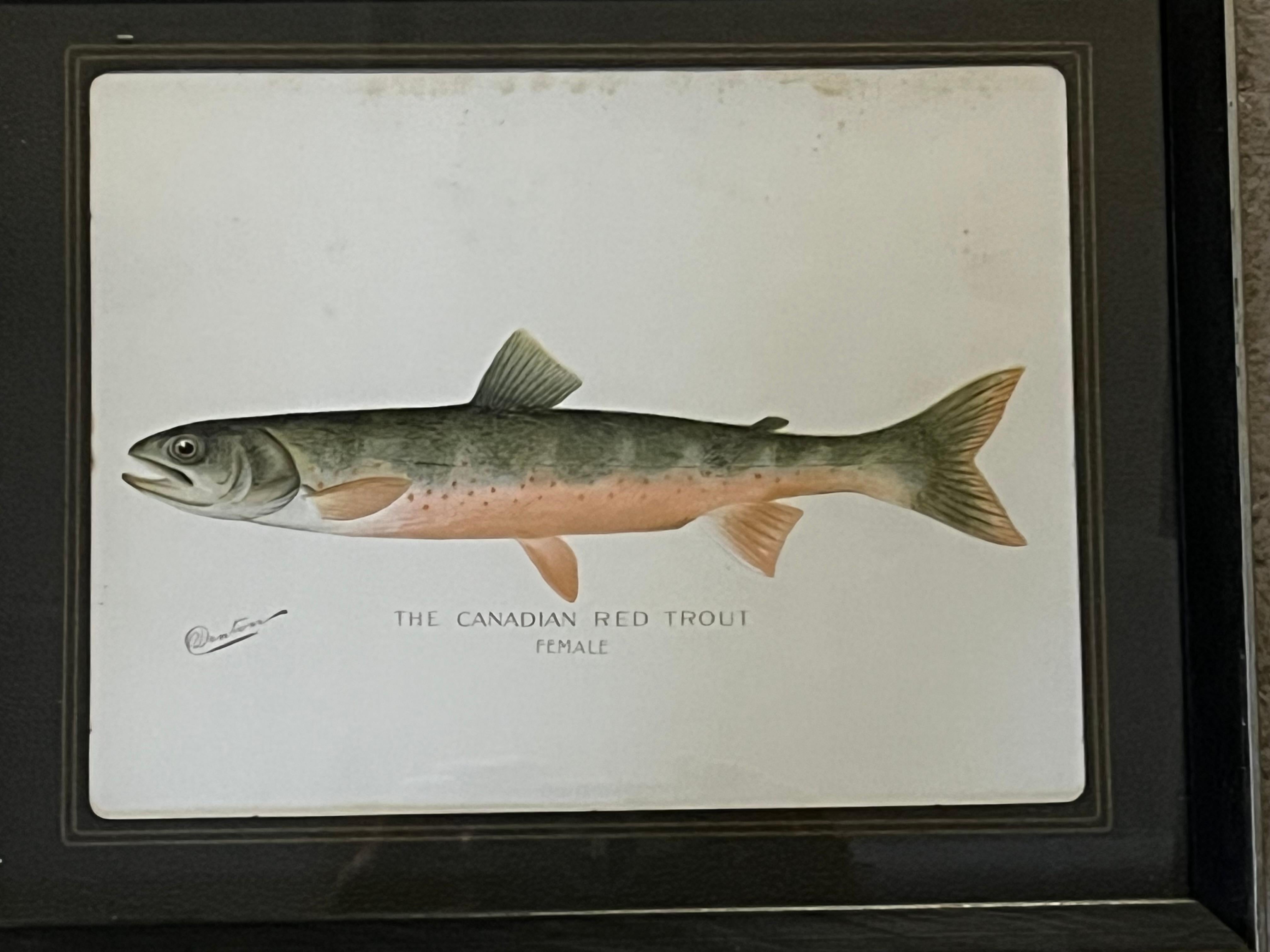 Adirondack Set of 4 Fish Prints by S.F. Denton