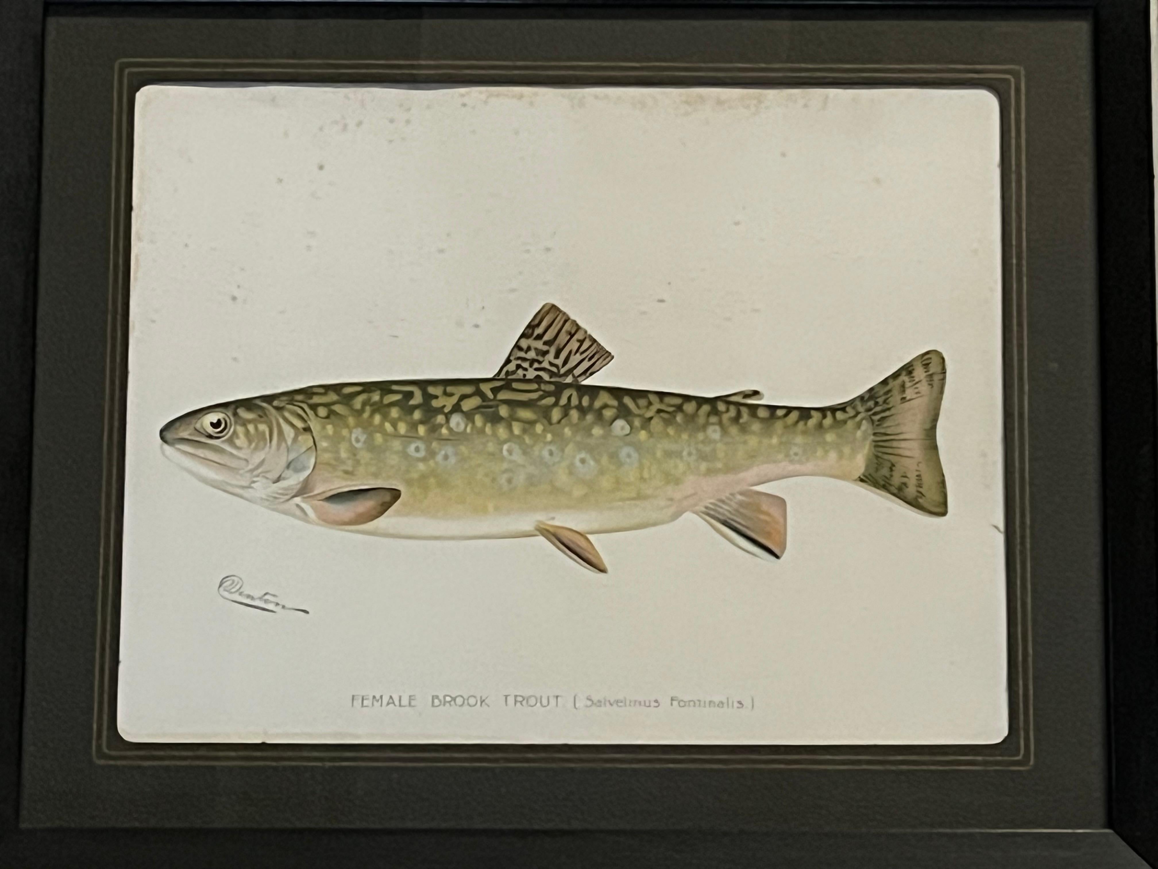 American Set of 4 Fish Prints by S.F. Denton