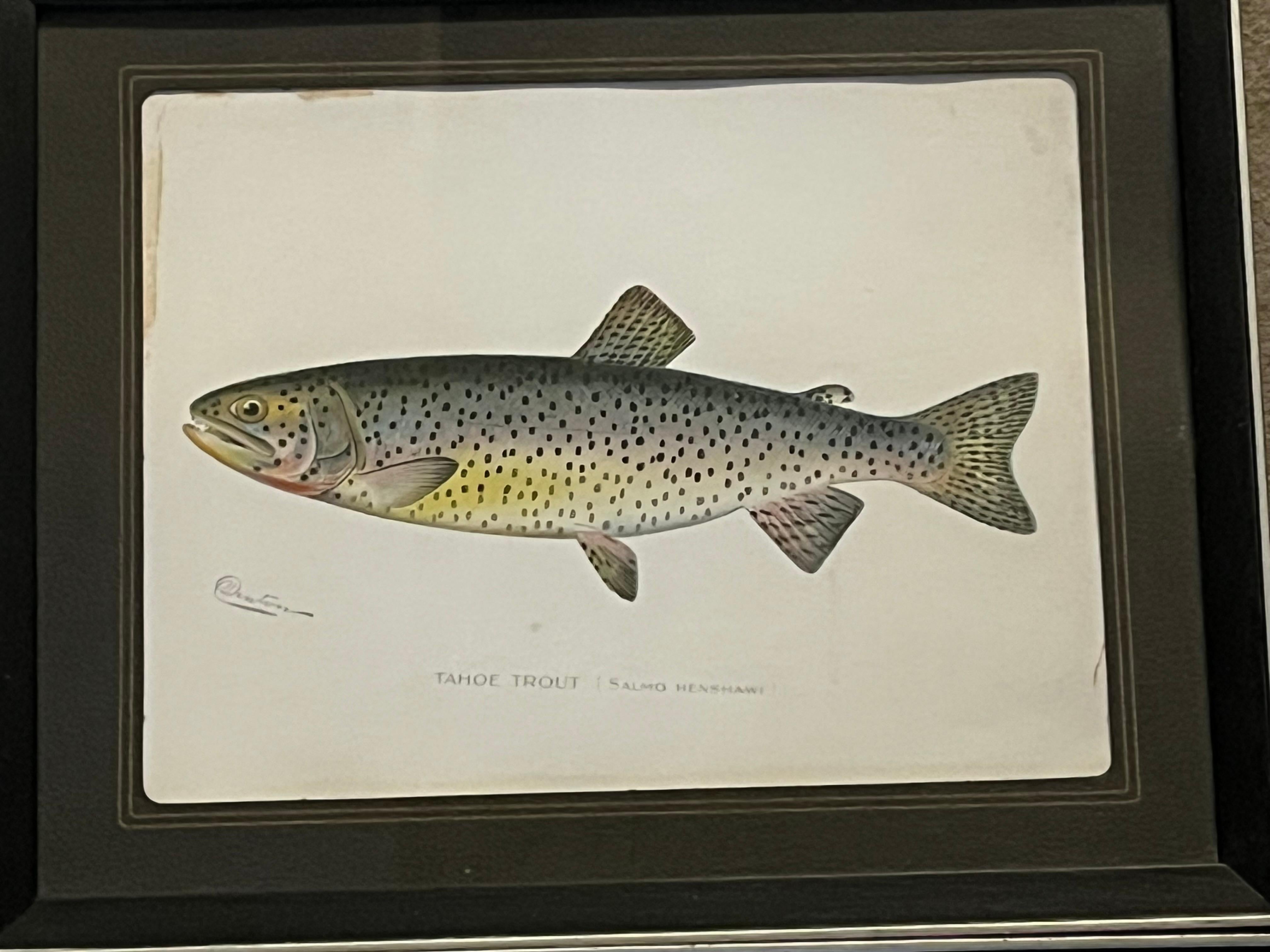 Set of 4 Fish Prints by S.F. Denton In Good Condition In Doylestown, PA